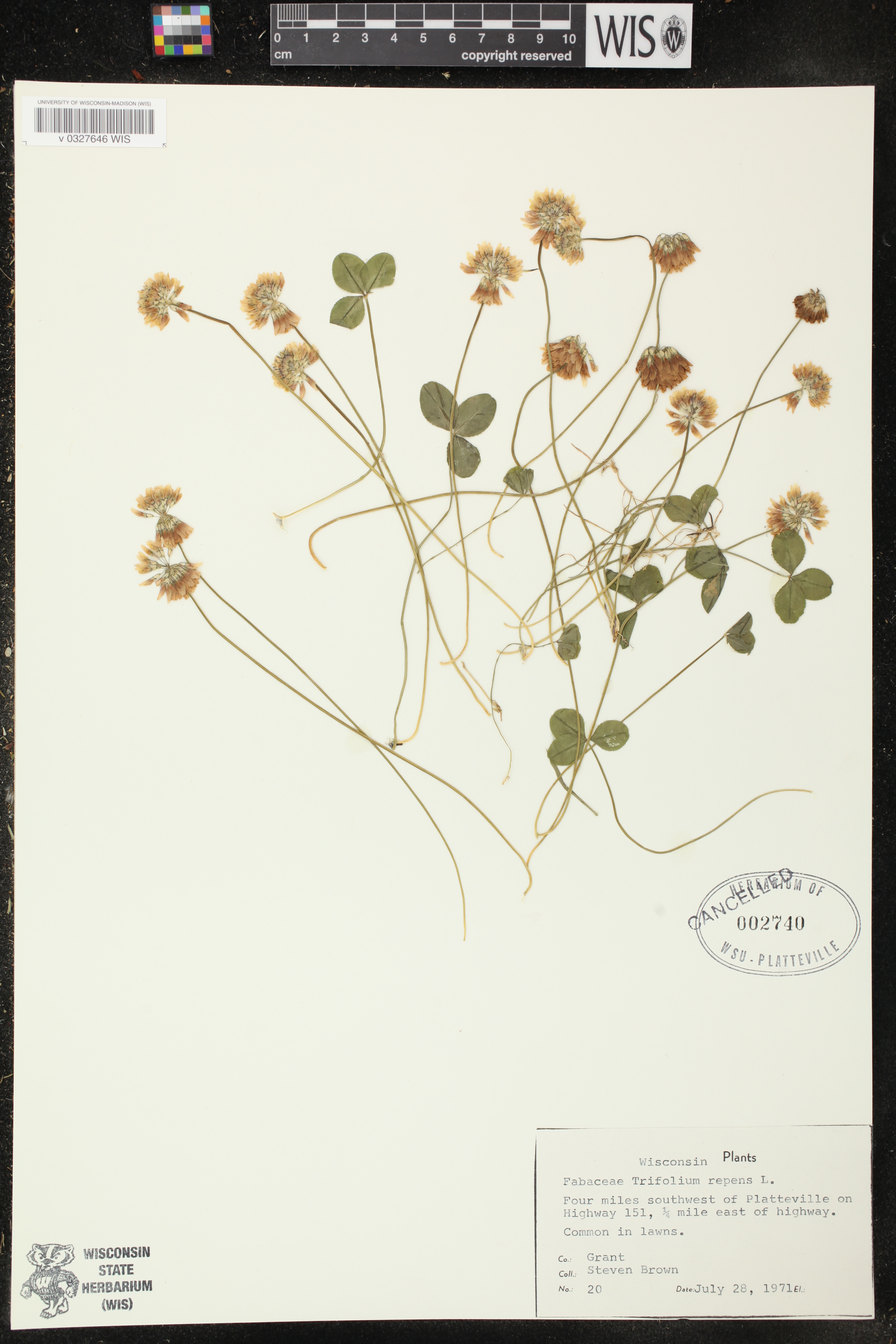Trifolium repens image