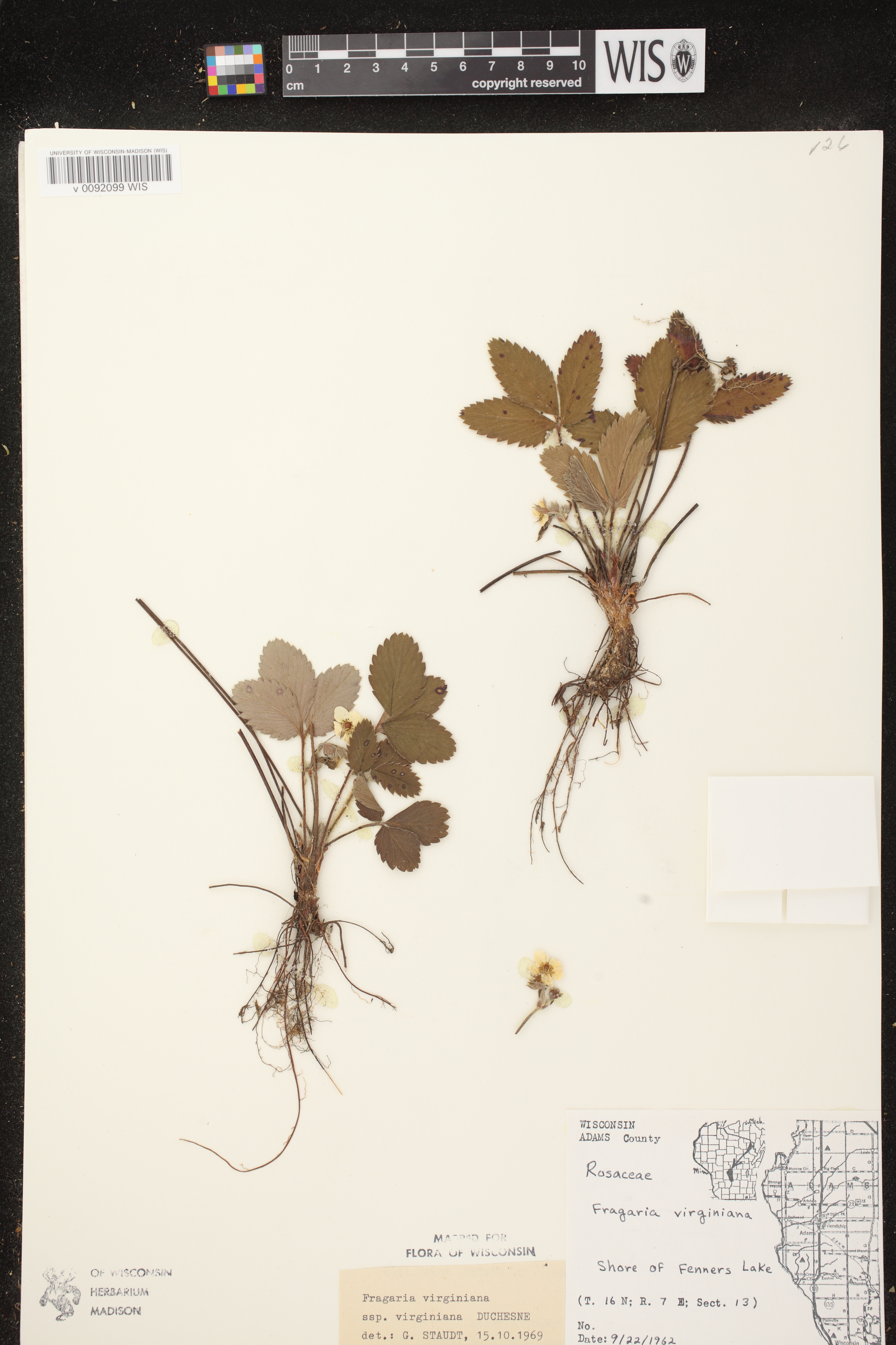 Fragaria virginiana image