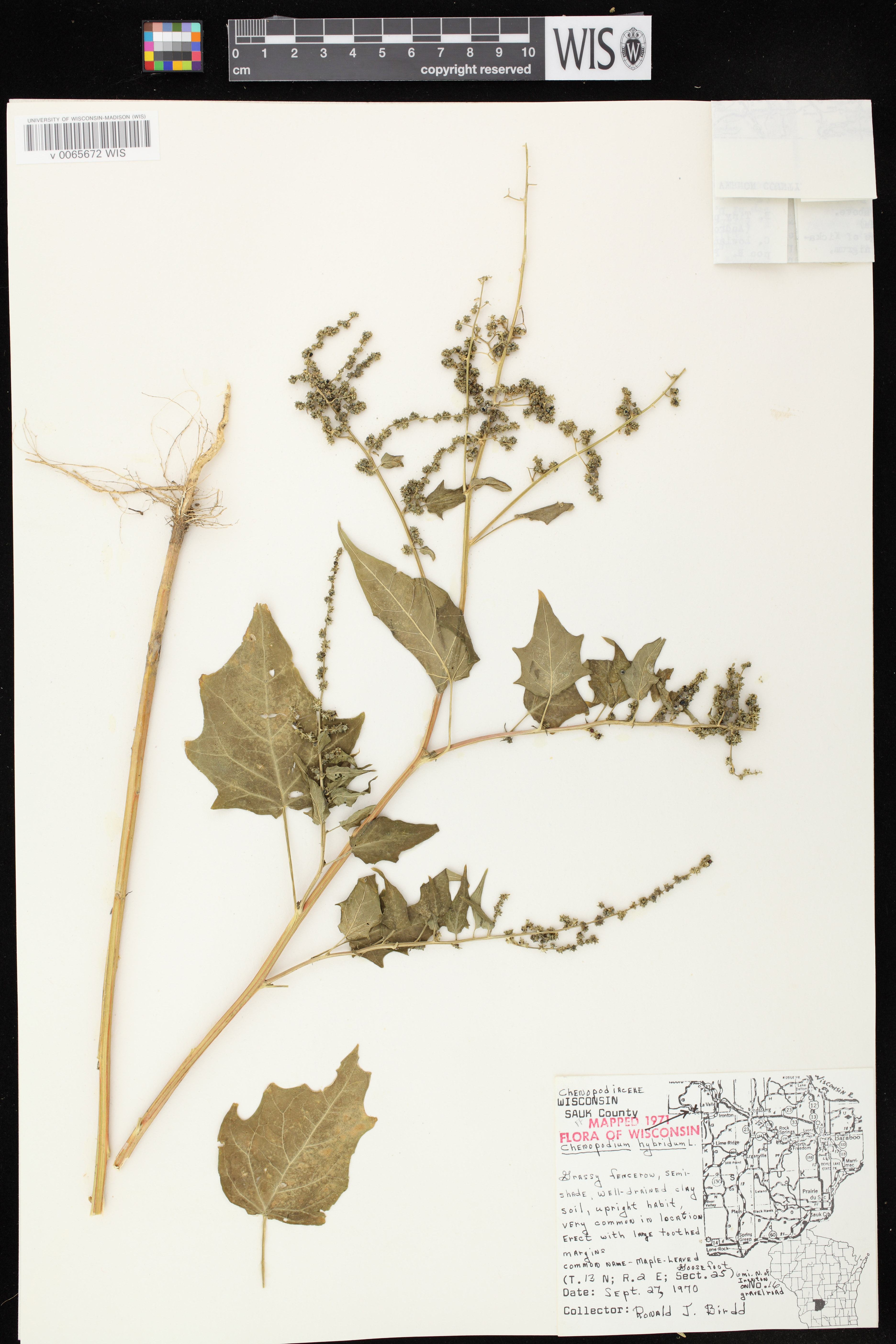 Chenopodium simplex image