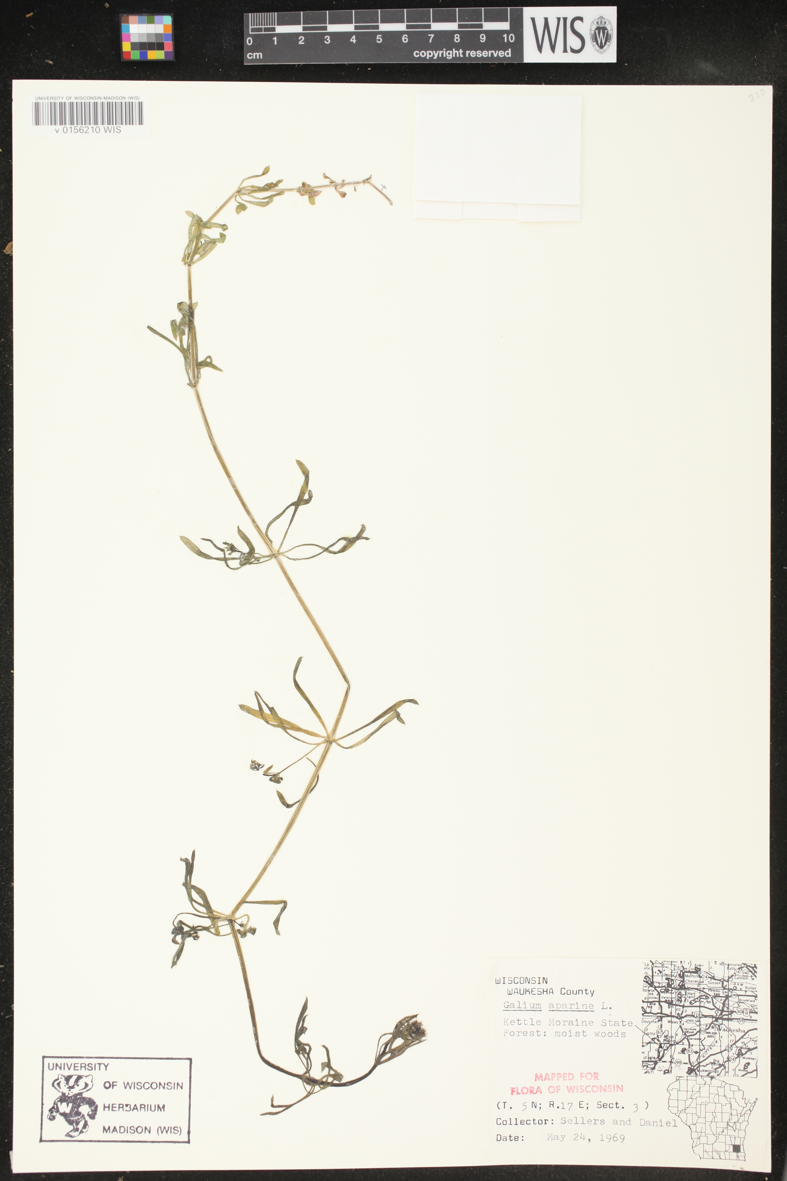 Galium aparine image