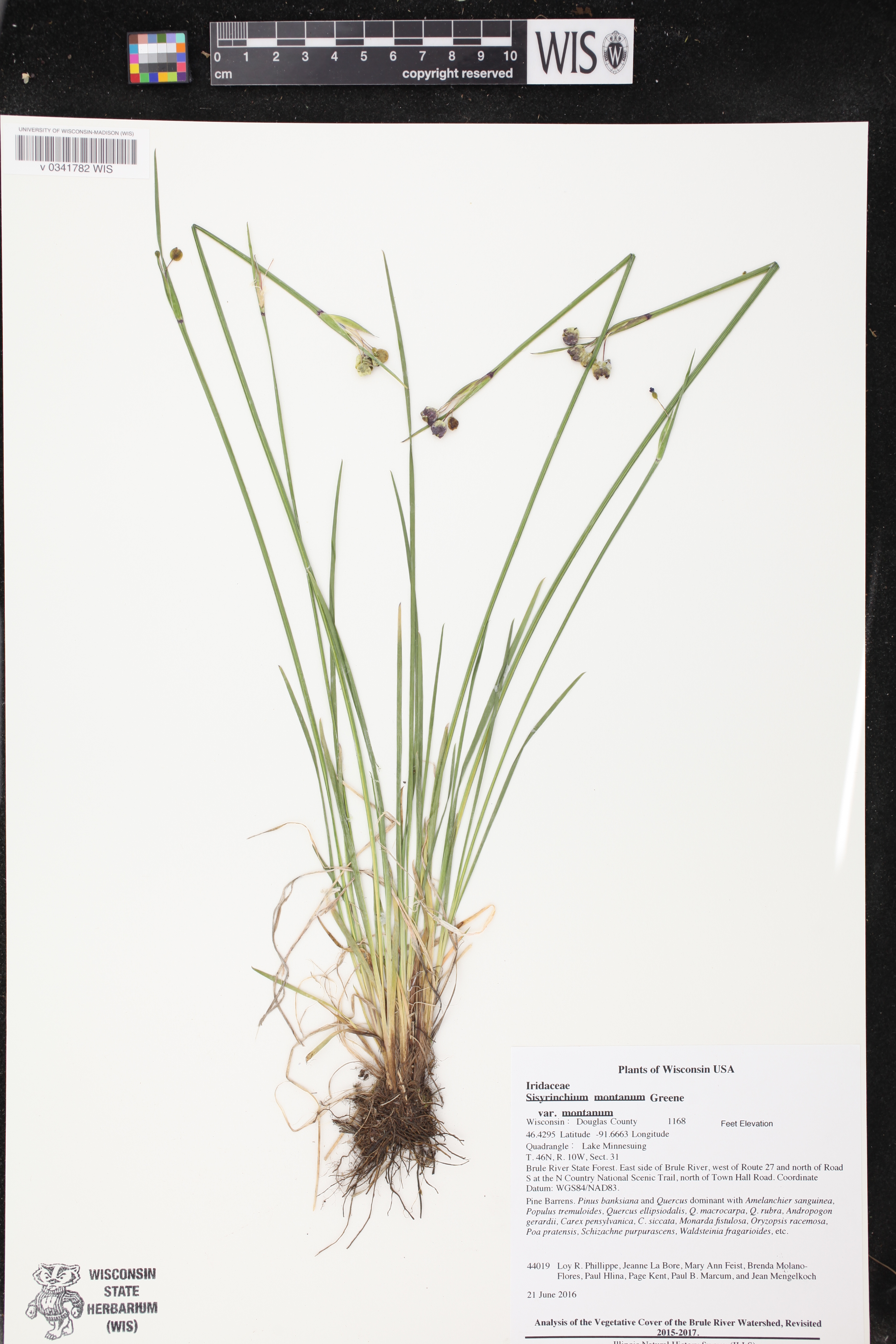 Sisyrinchium montanum image