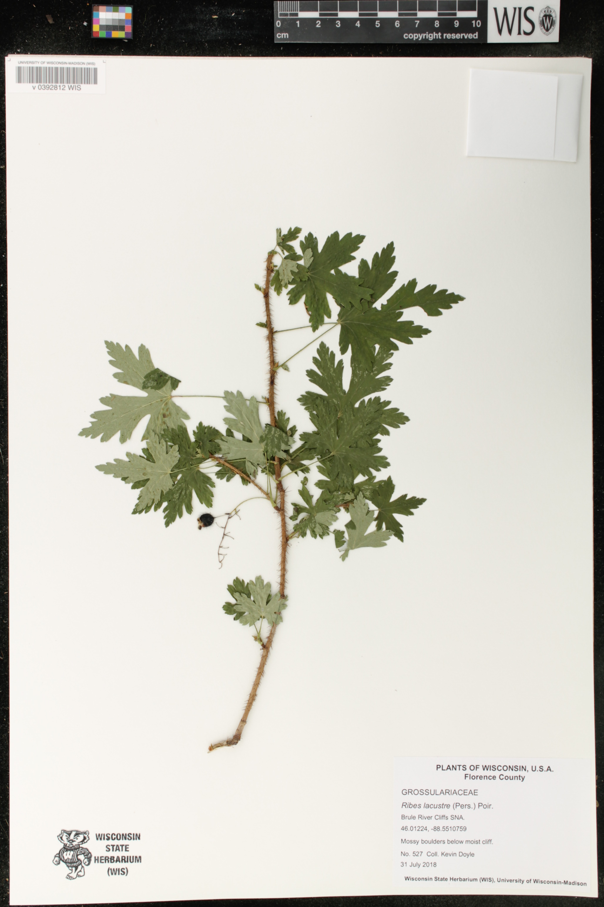 Ribes lacustre image