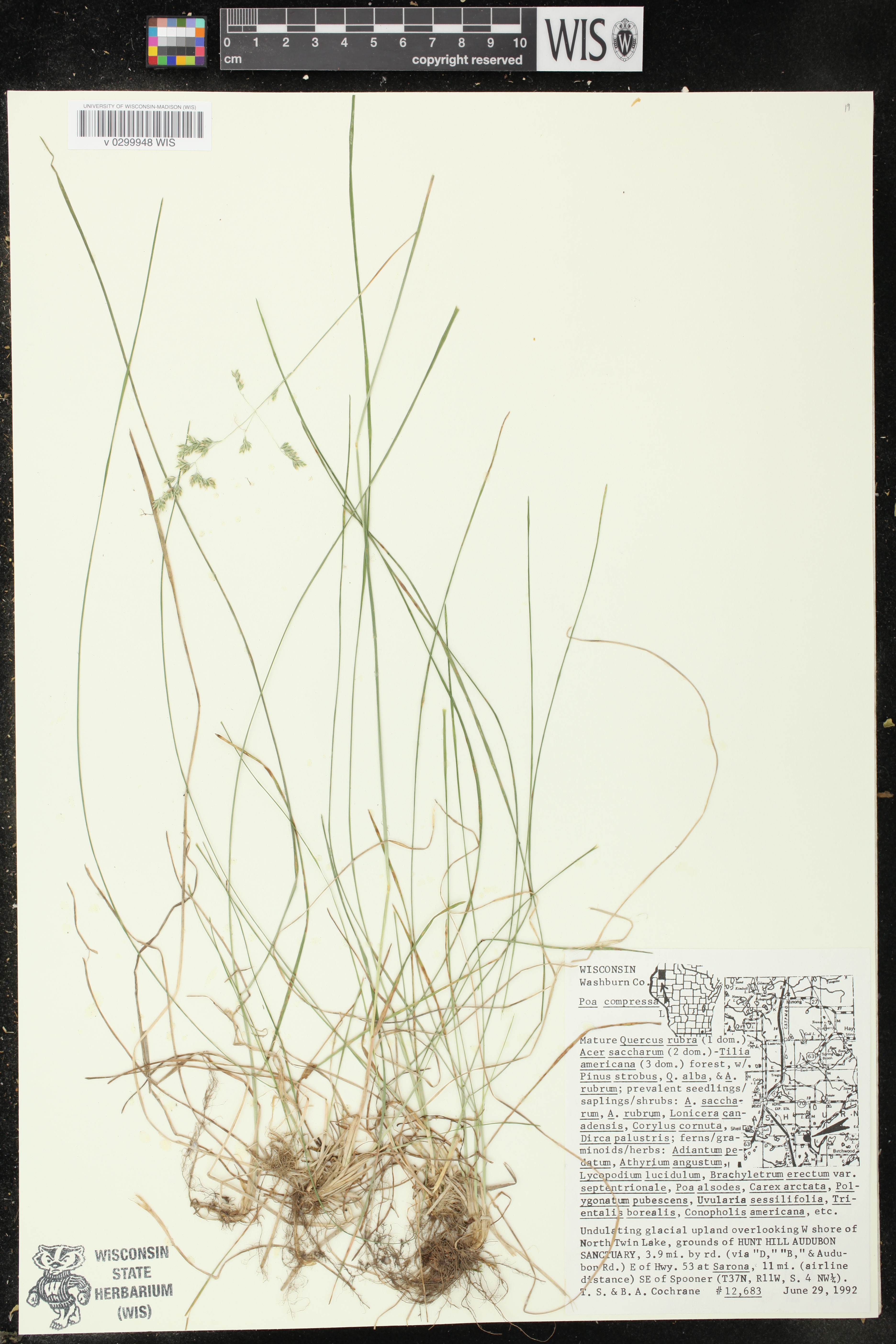 Poa compressa image