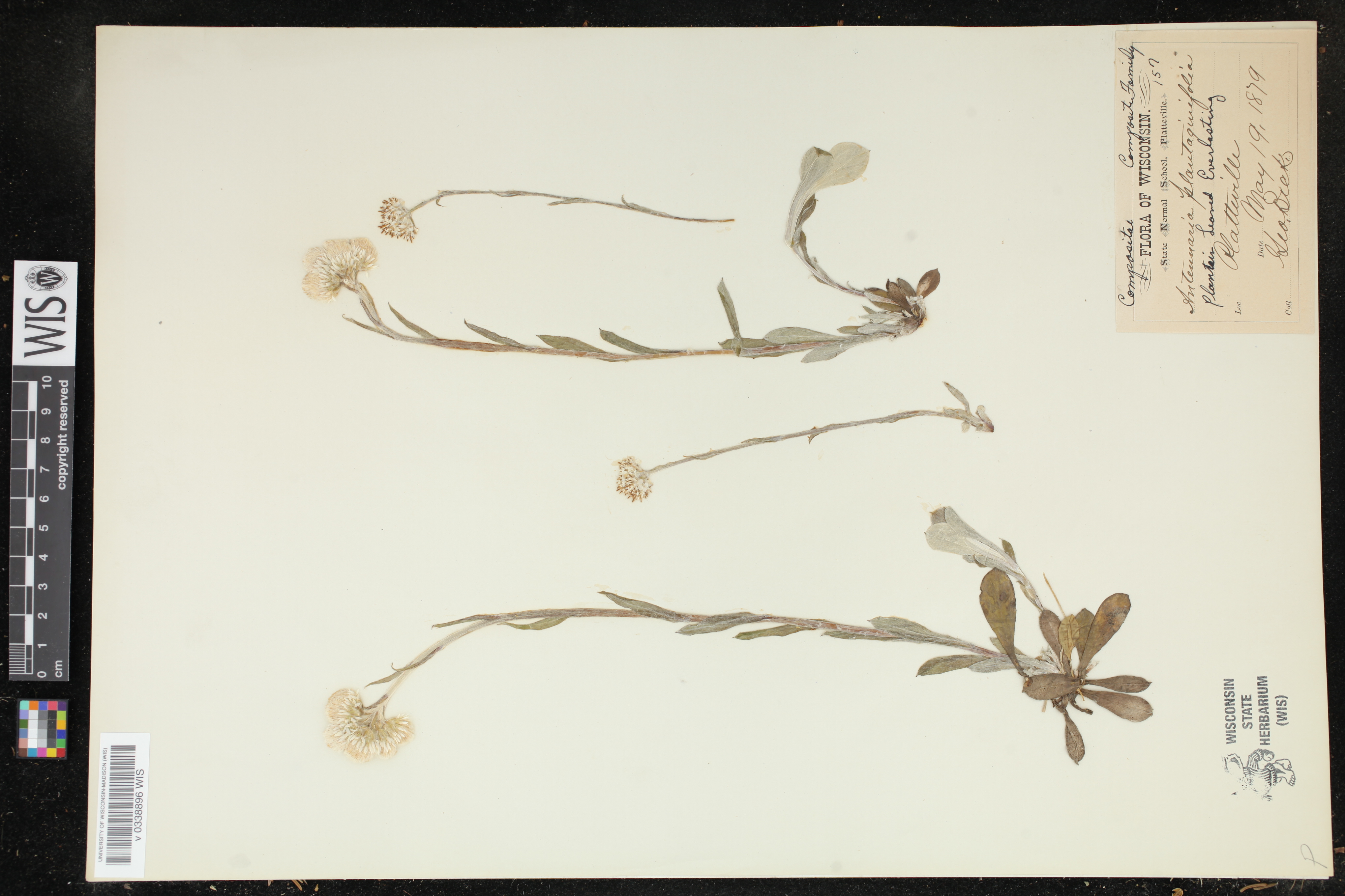 Antennaria plantaginifolia image