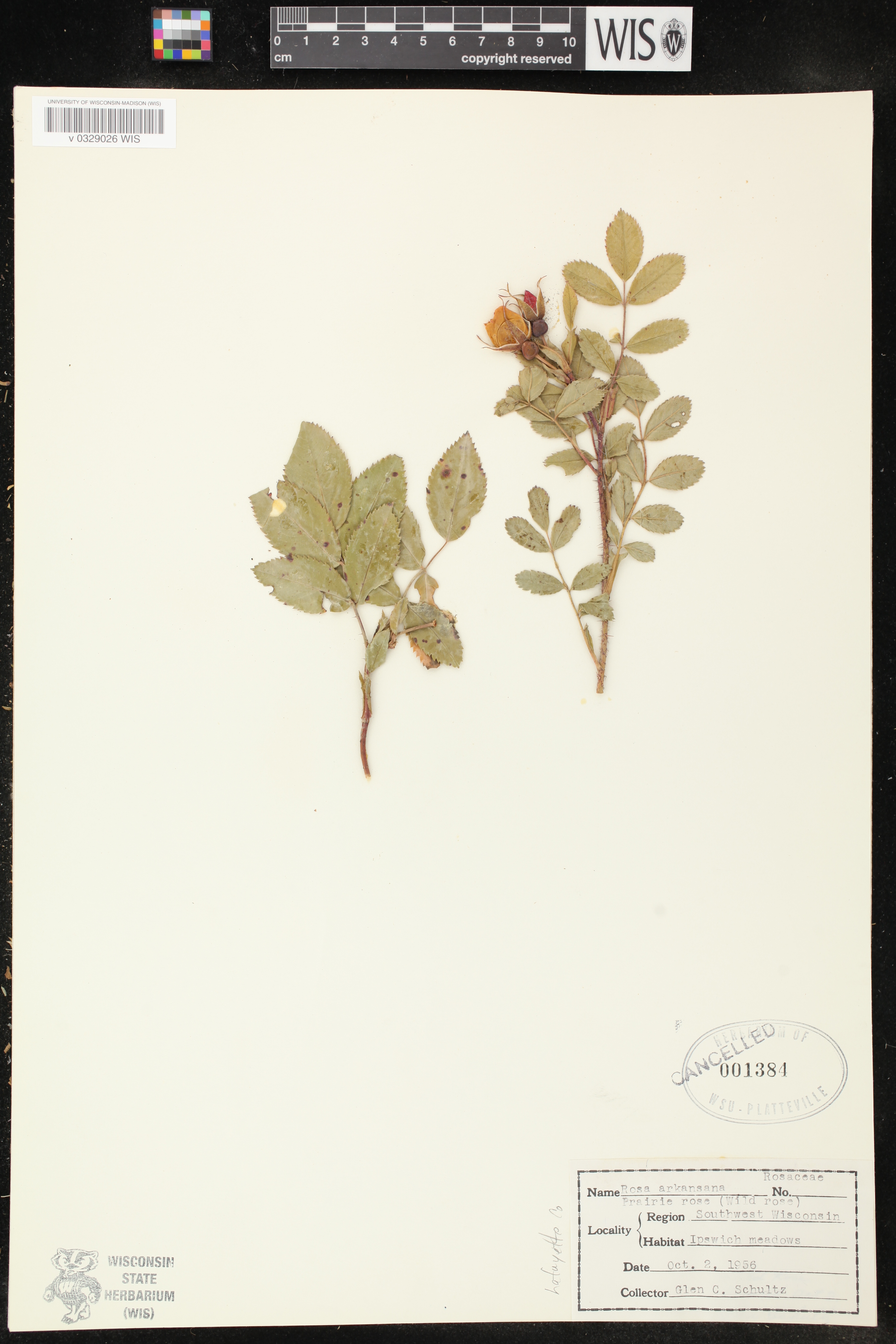 Rosa arkansana image