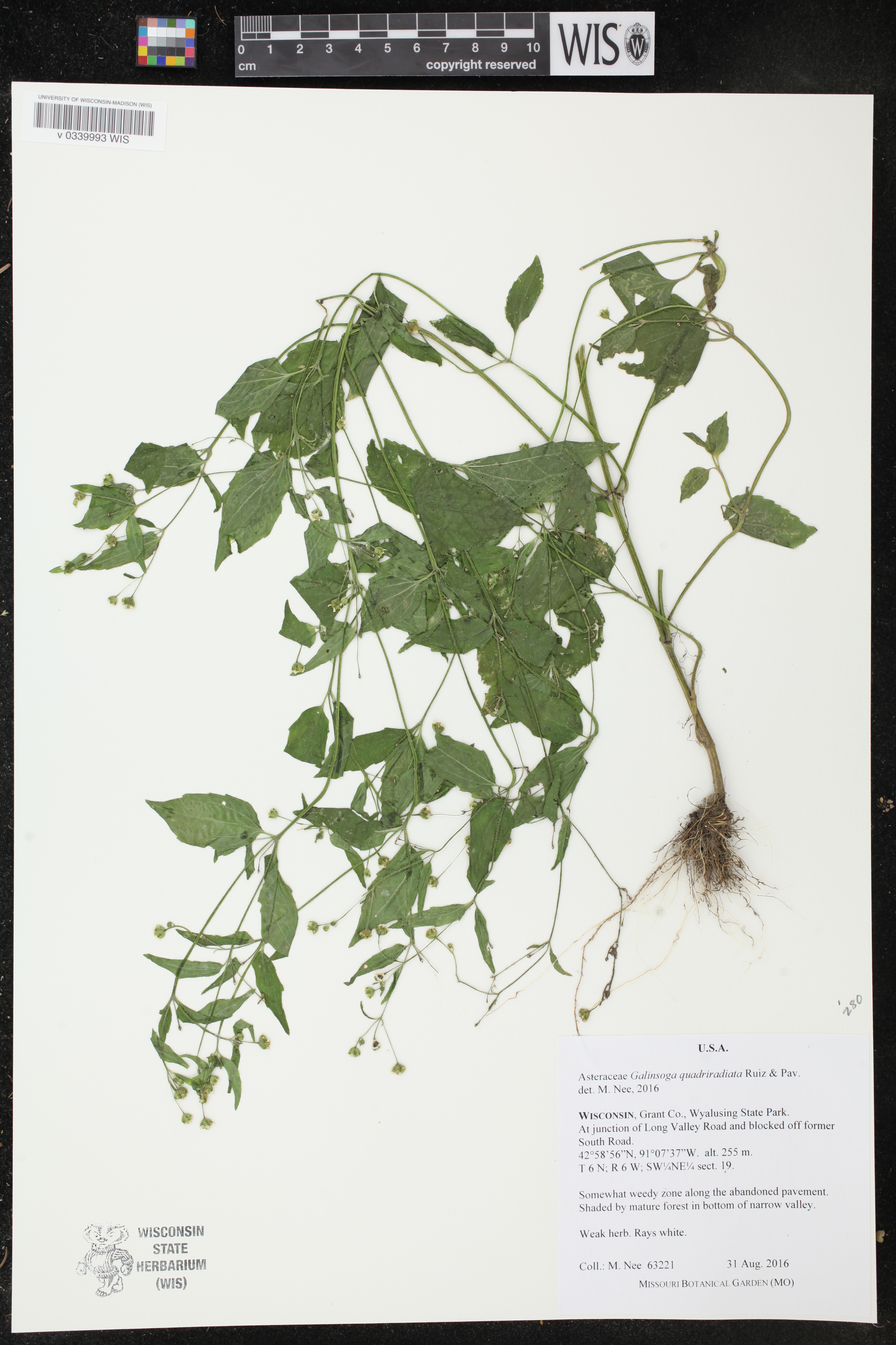 Galinsoga quadriradiata image