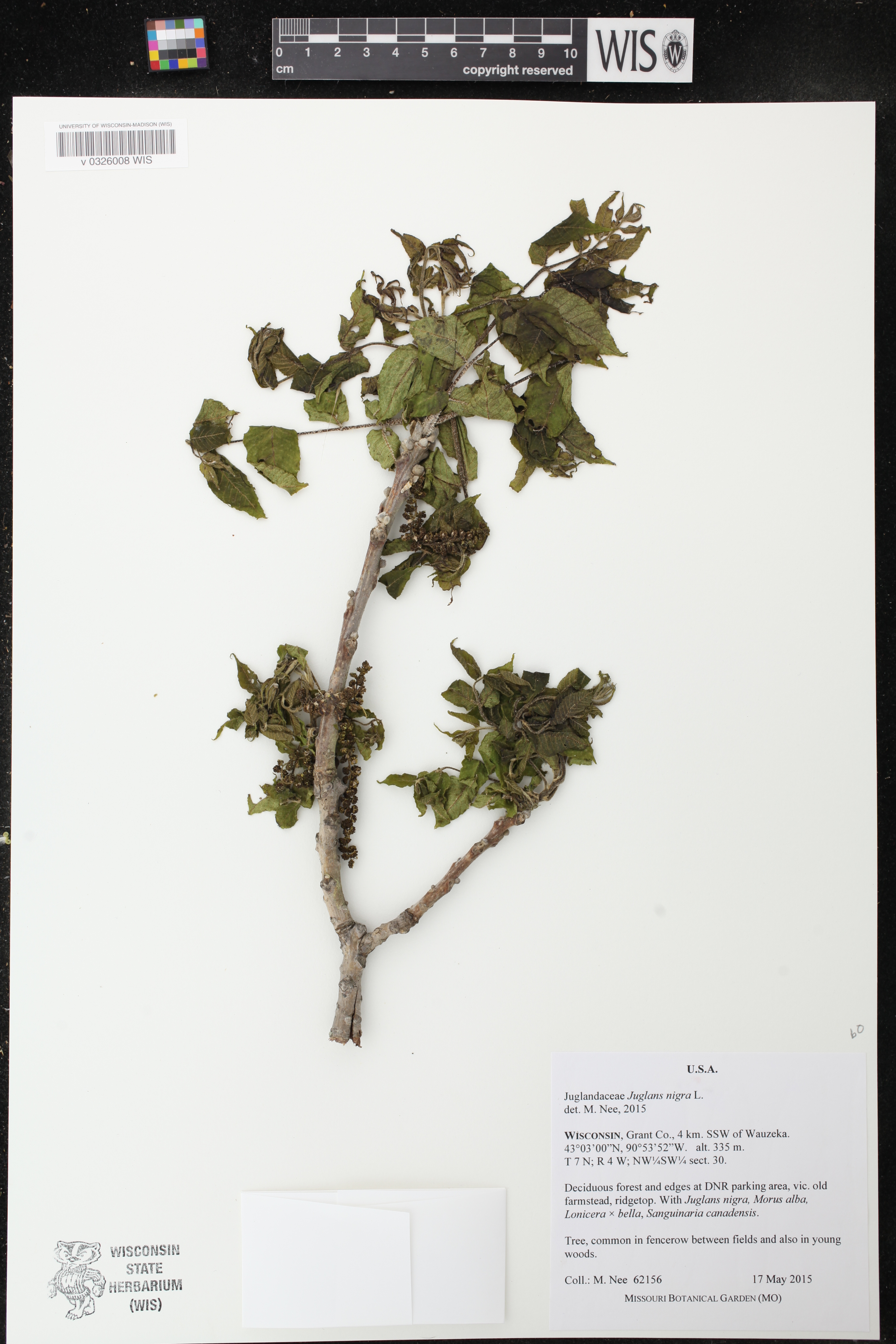 Juglans nigra image