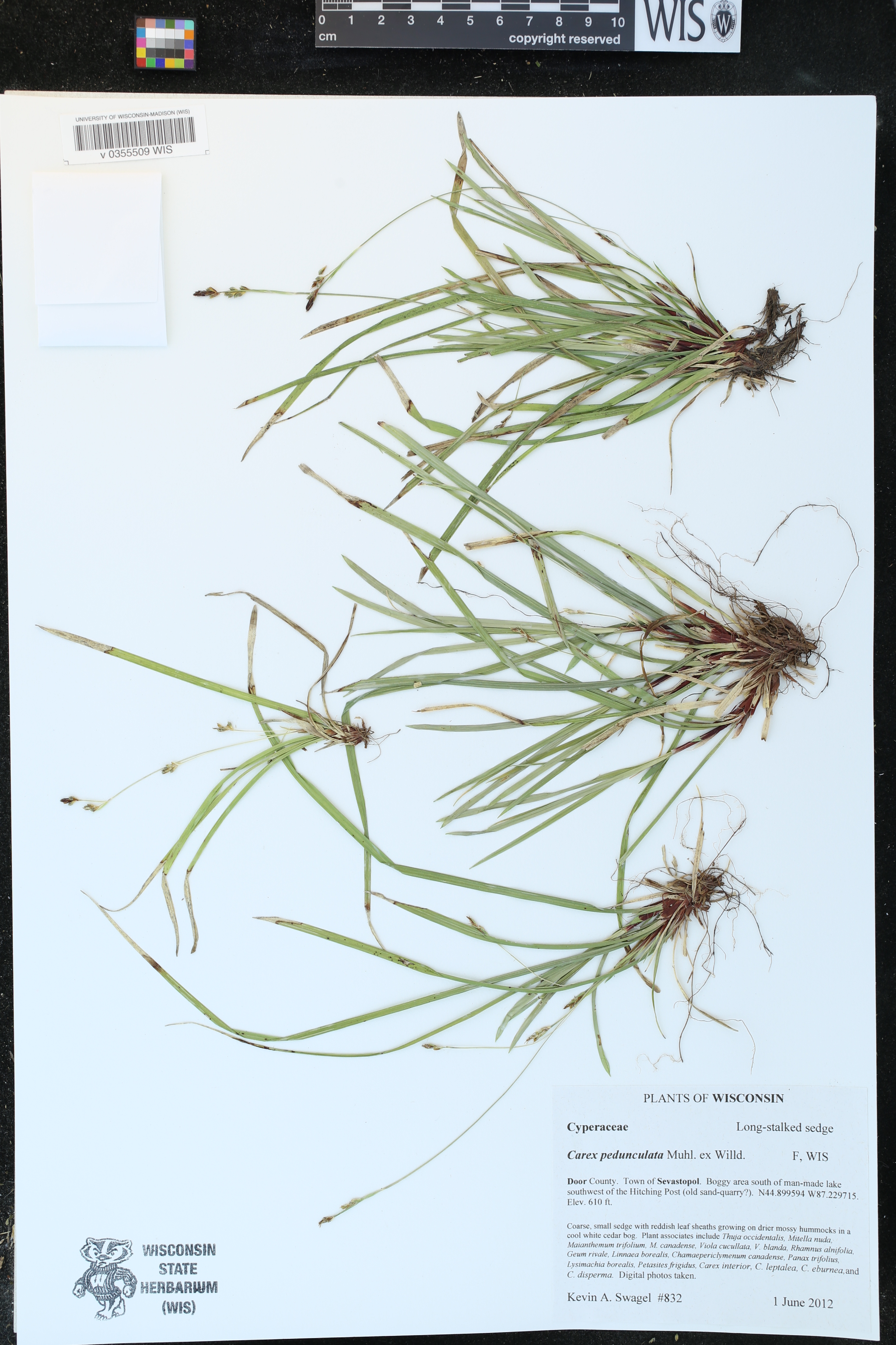 Carex pedunculata image