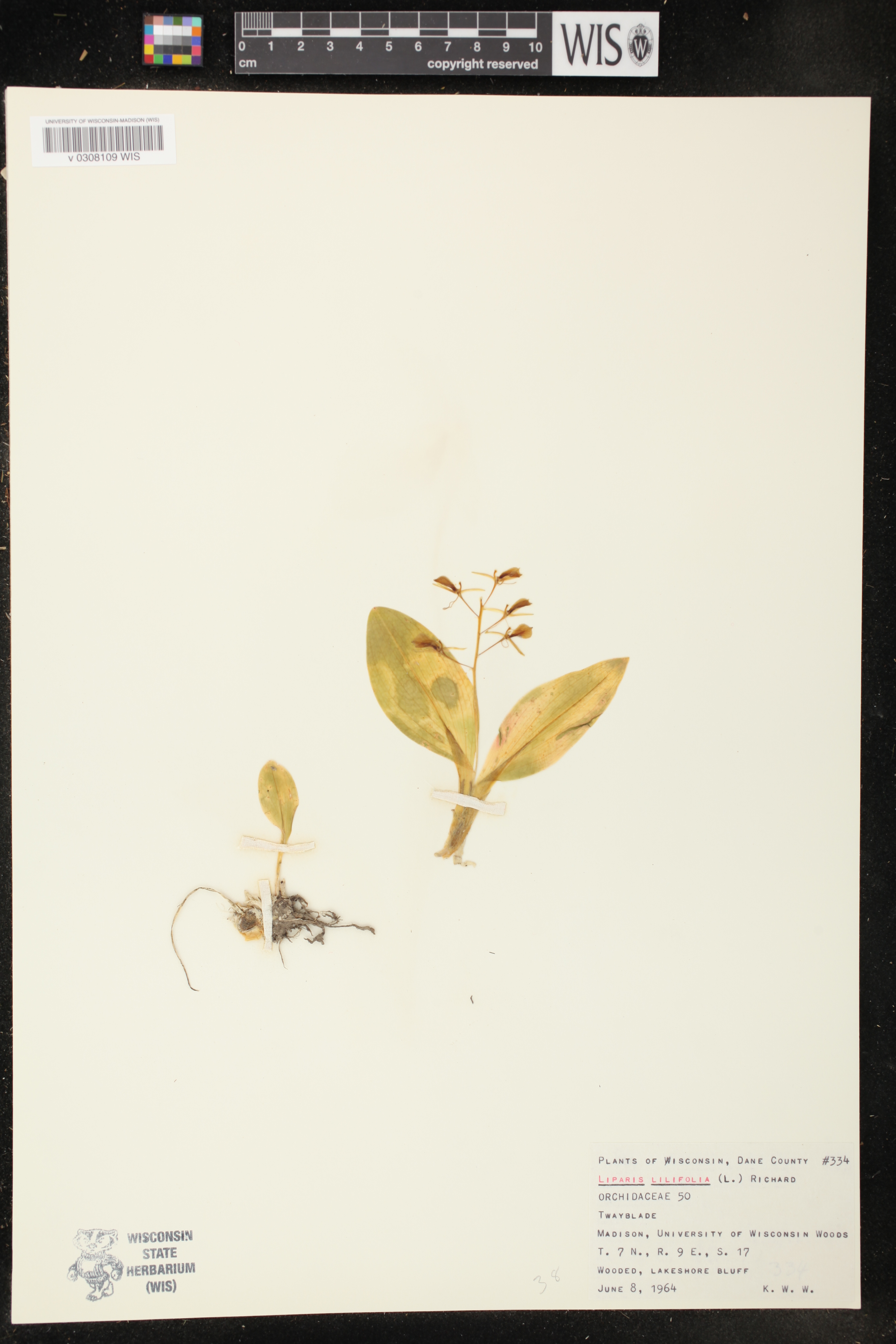 Liparis liliifolia image