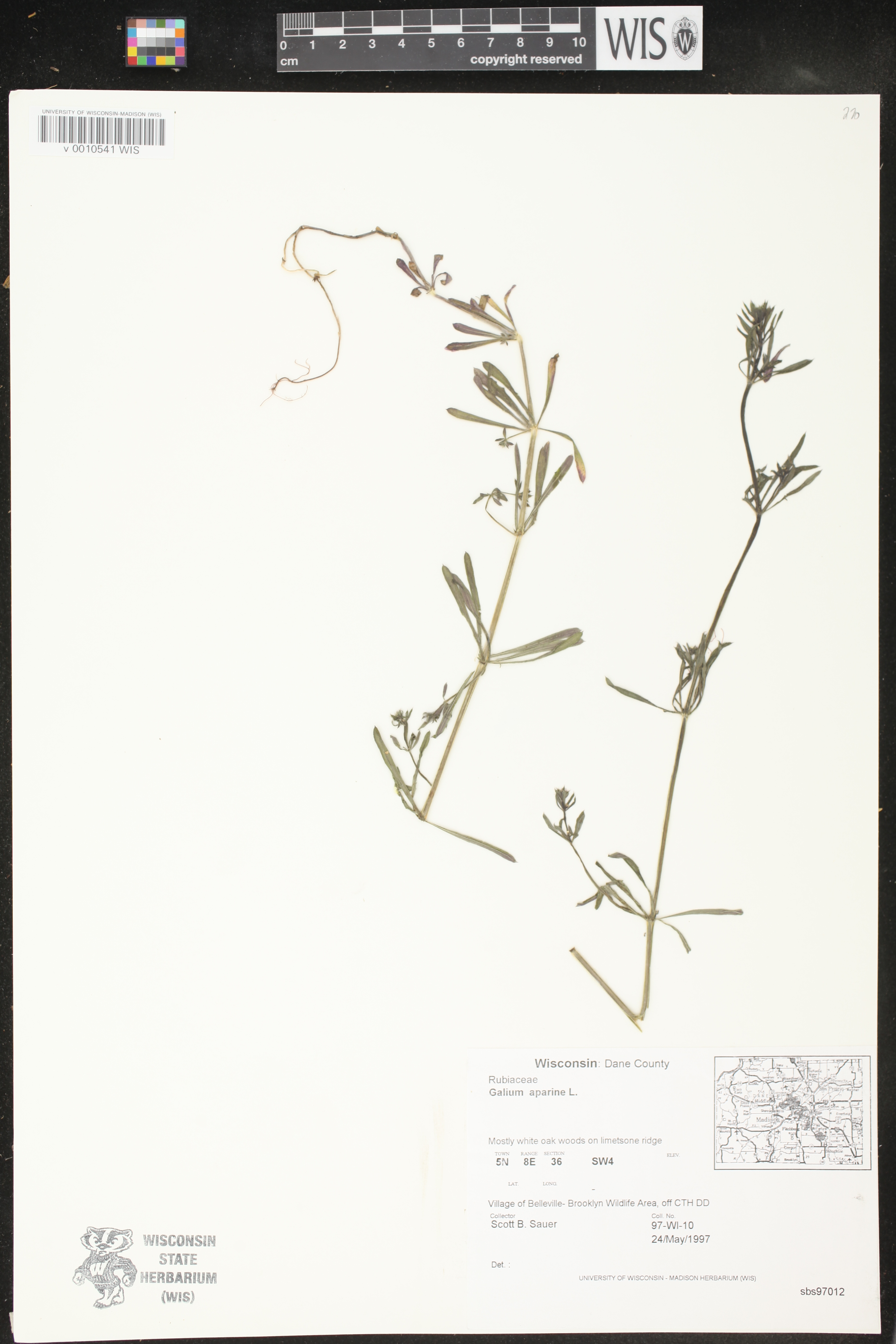 Galium aparine image