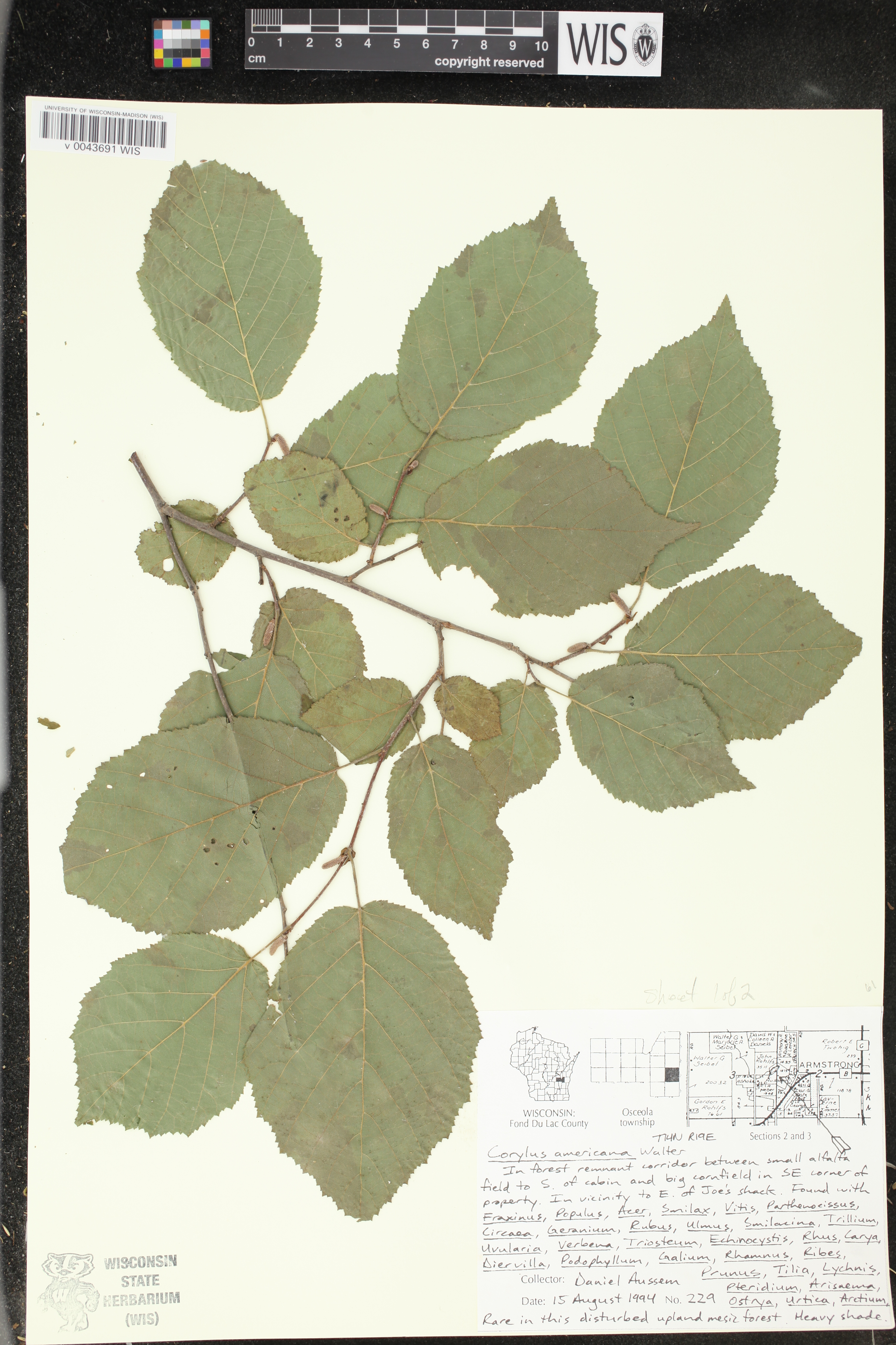 Corylus americana image