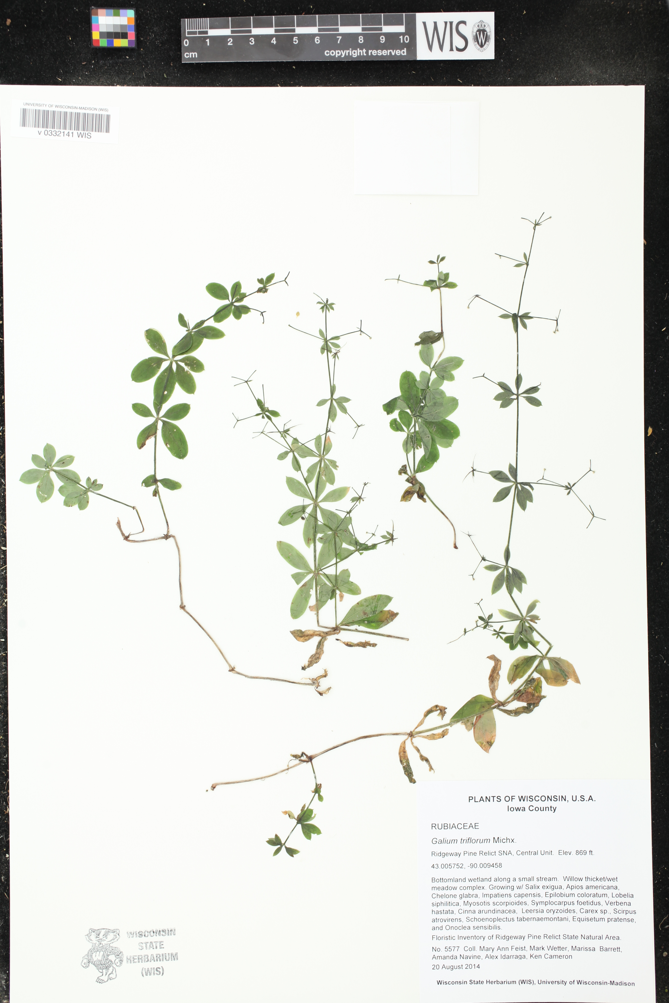 Galium triflorum image