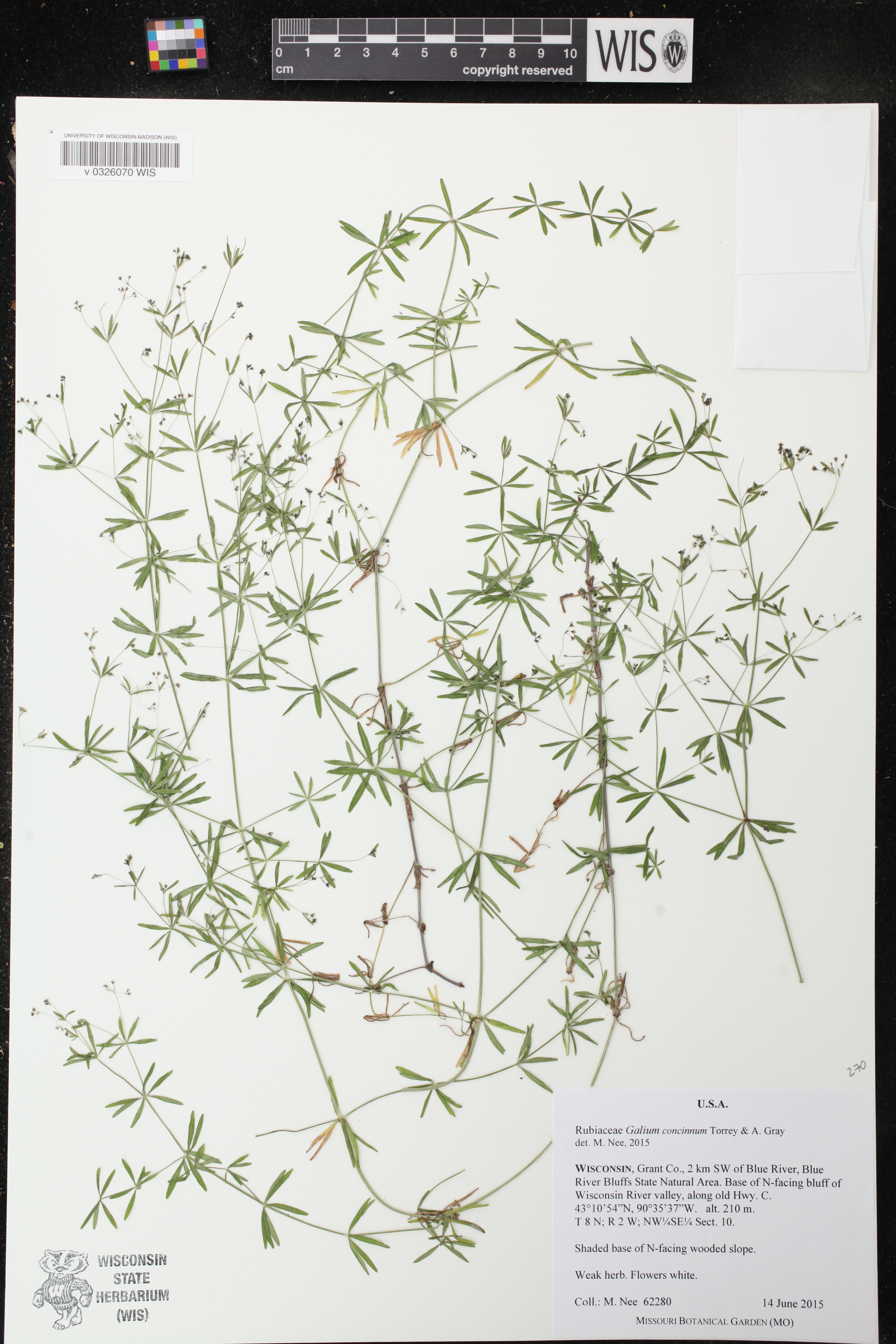 Galium concinnum image