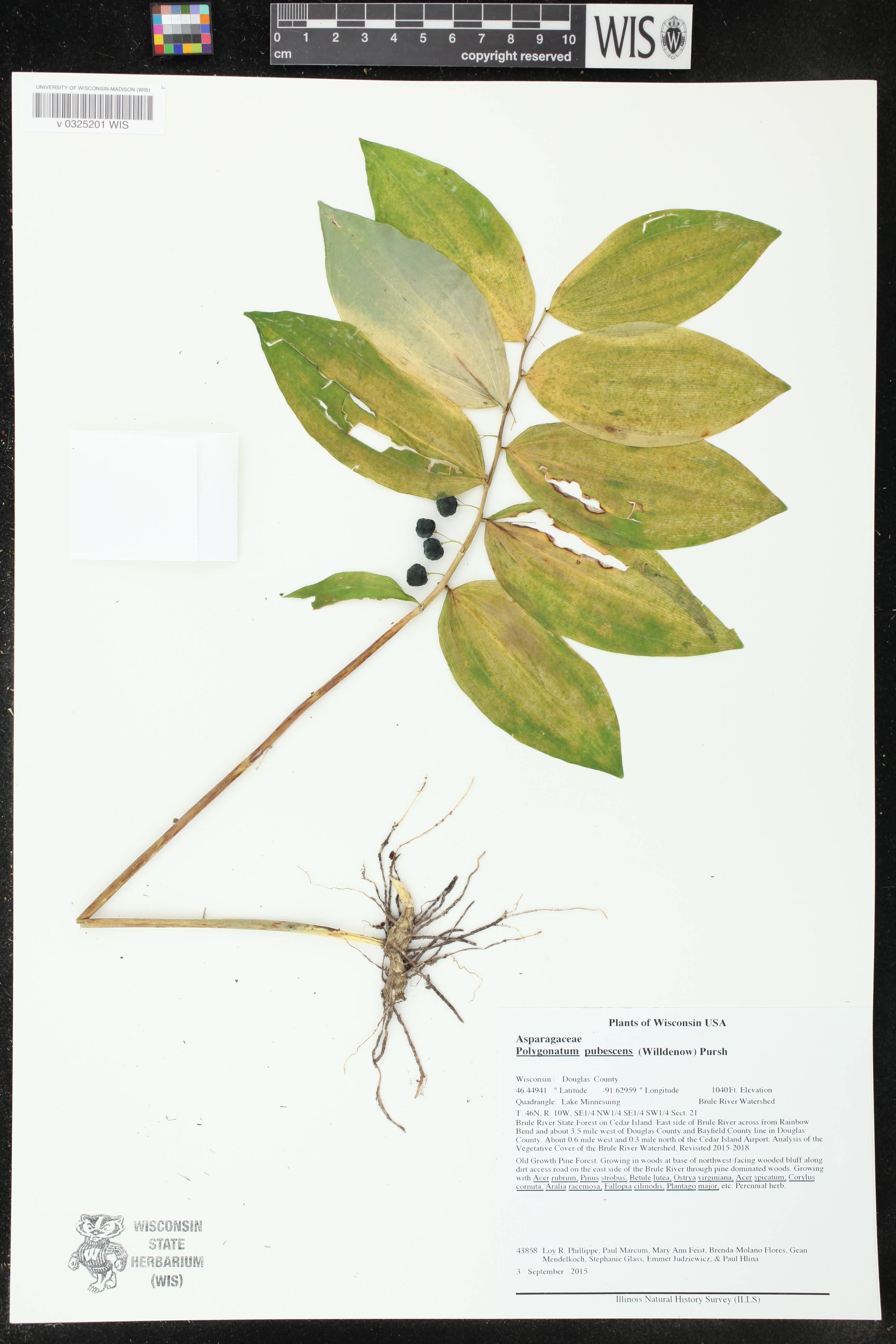 Polygonatum pubescens image