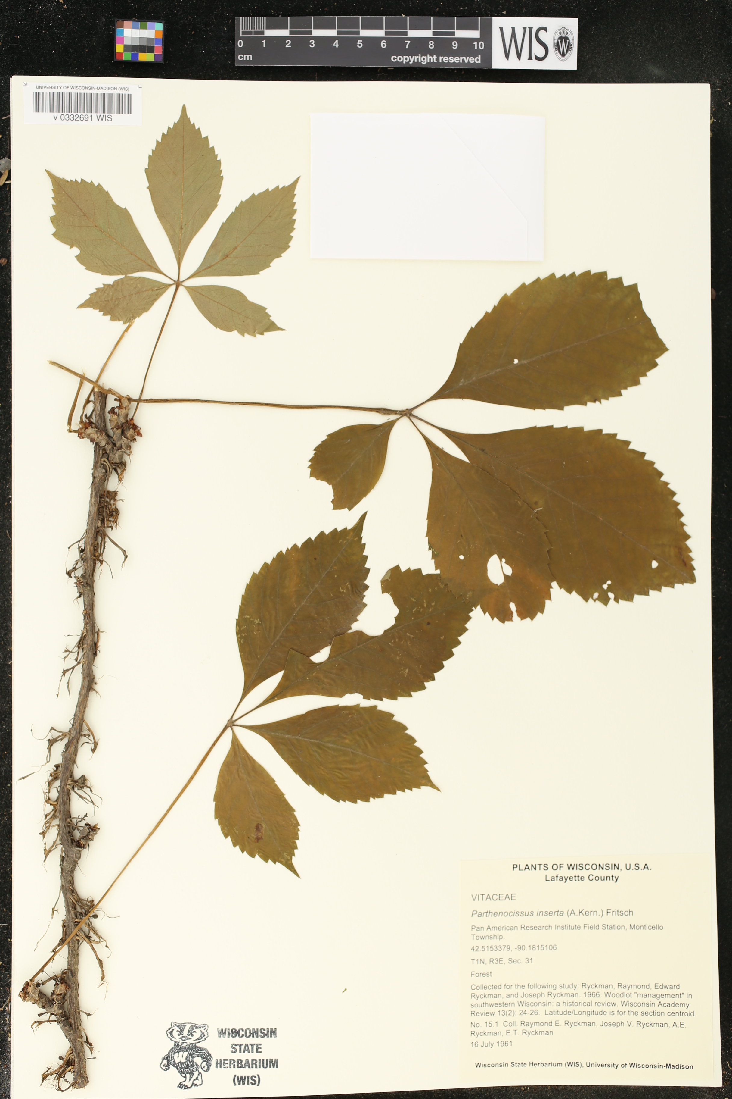 Parthenocissus inserta image