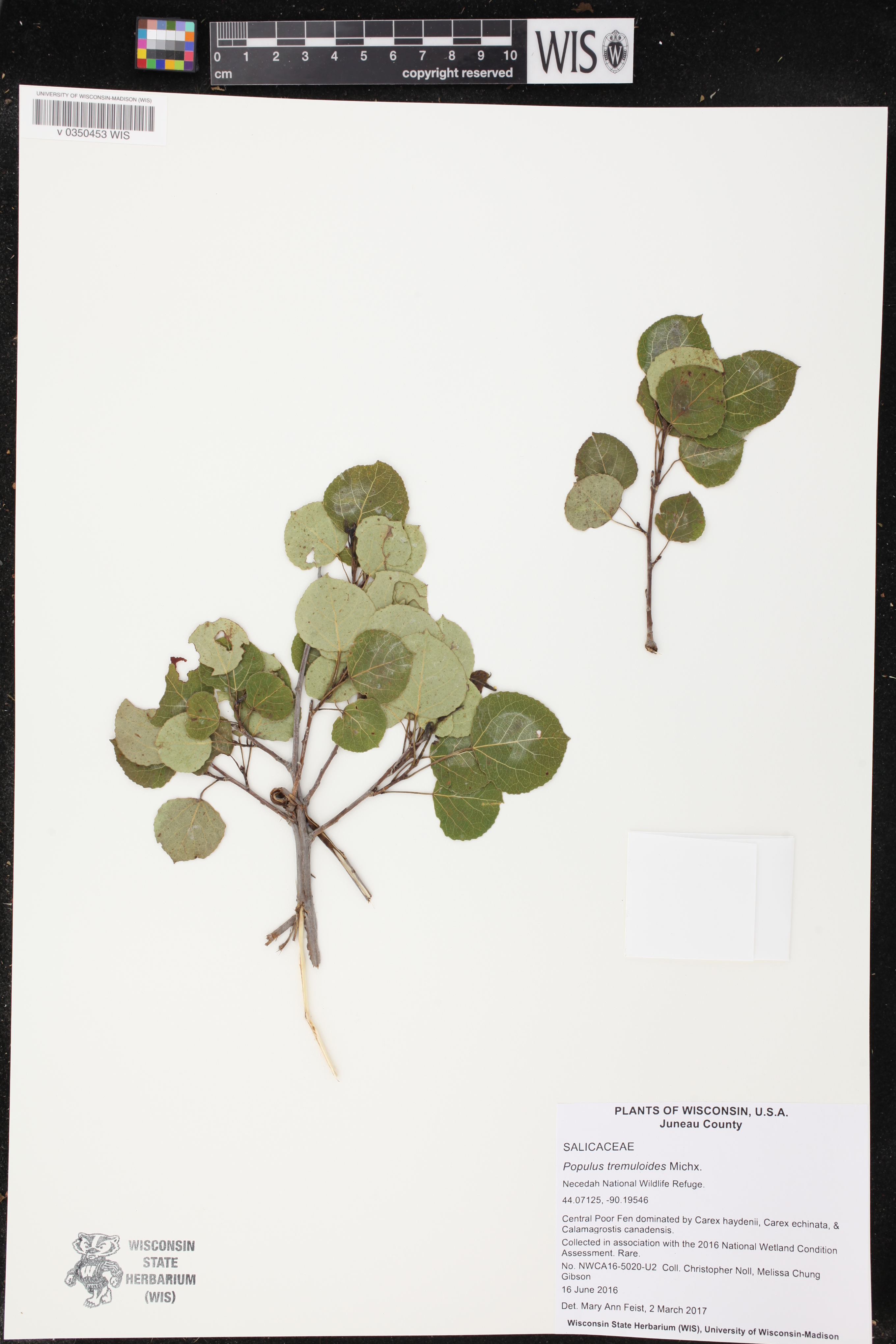 Populus tremuloides image