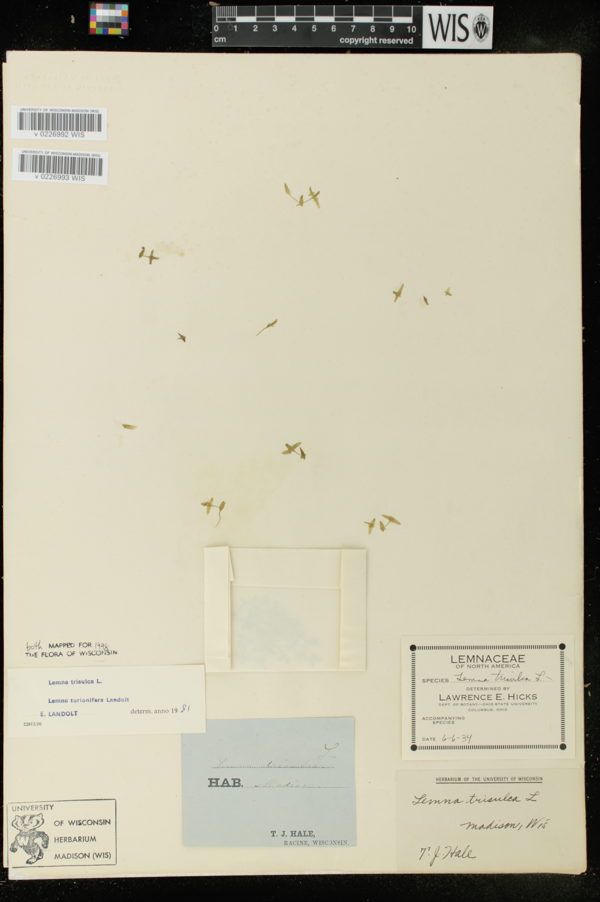 Lemna trisulca image