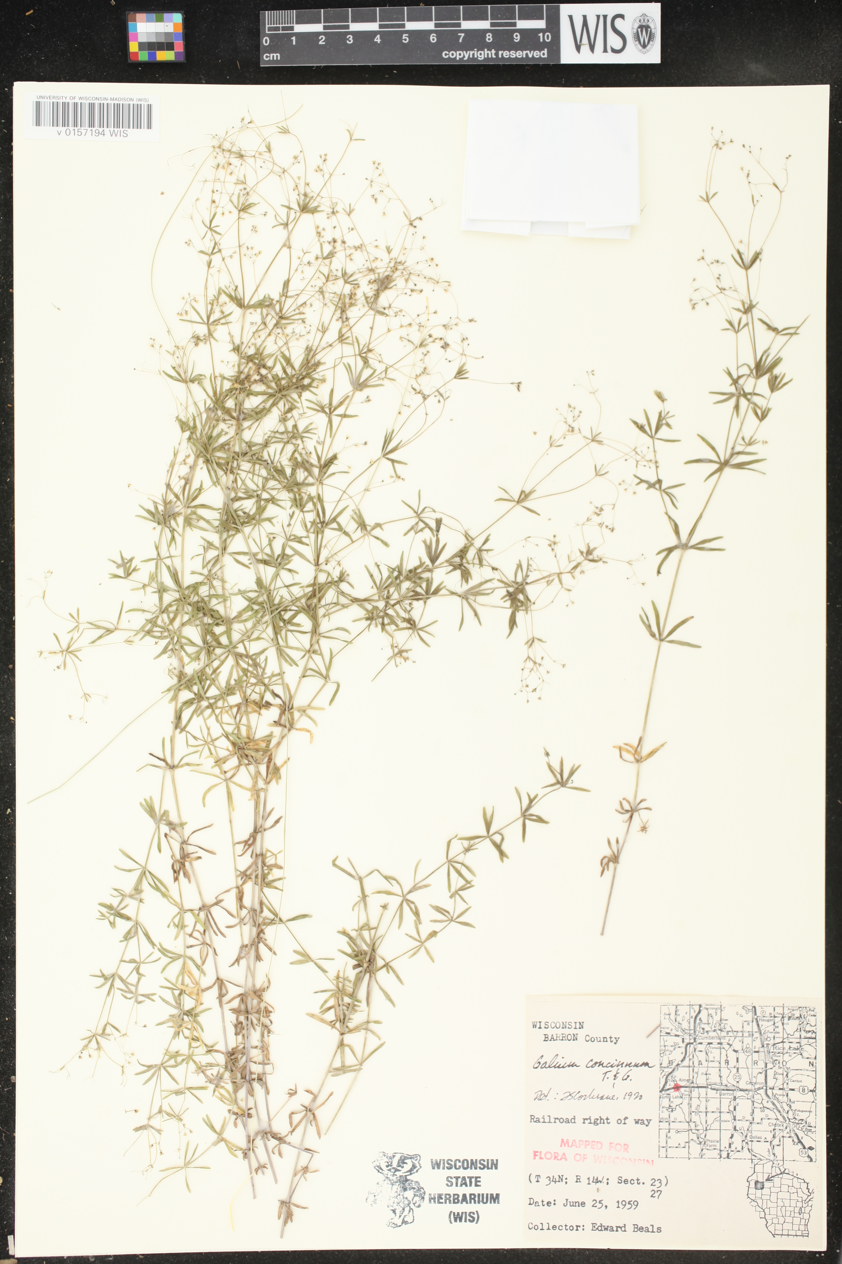 Galium concinnum image