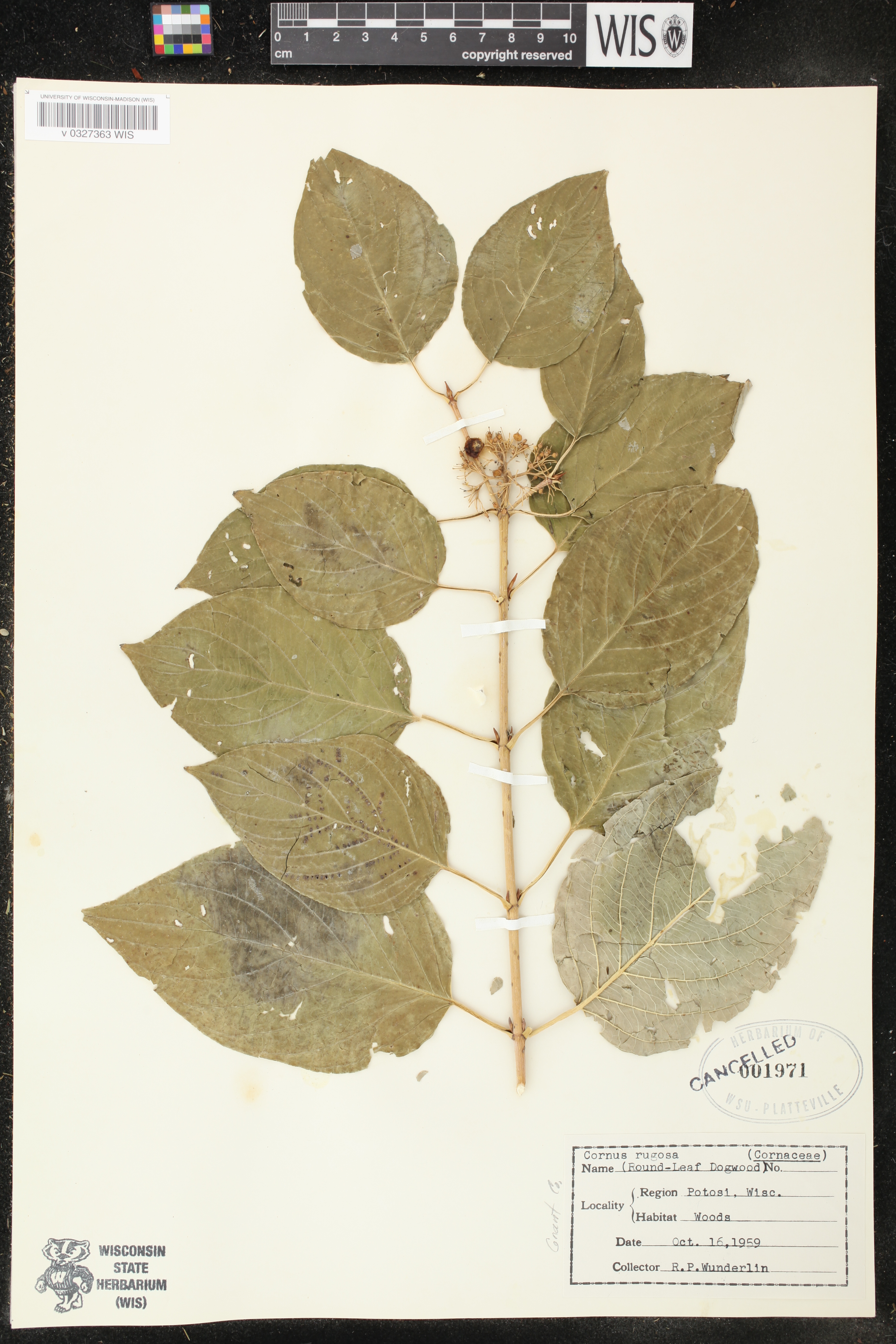 Cornus rugosa image