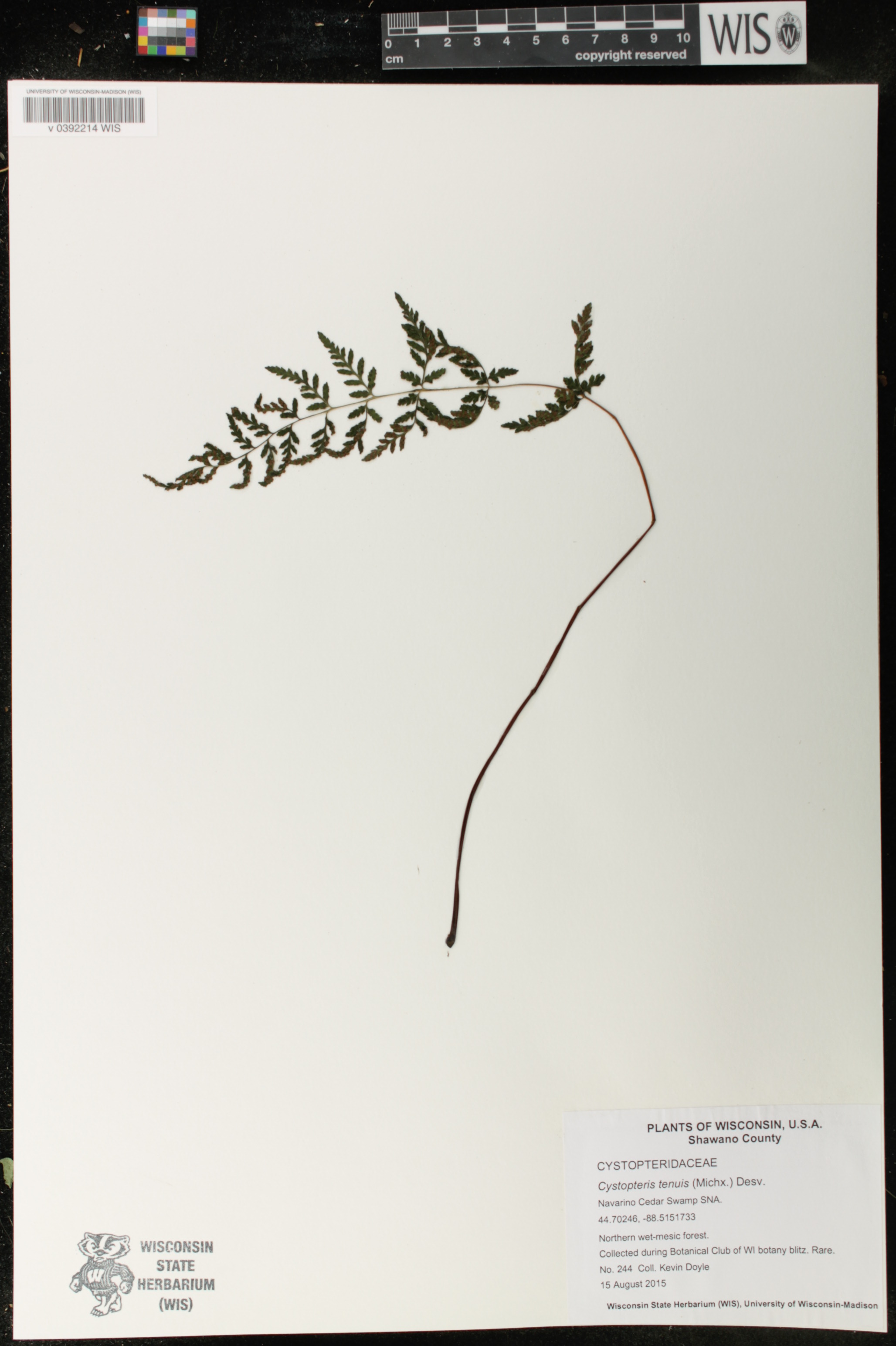 Cystopteris tenuis image