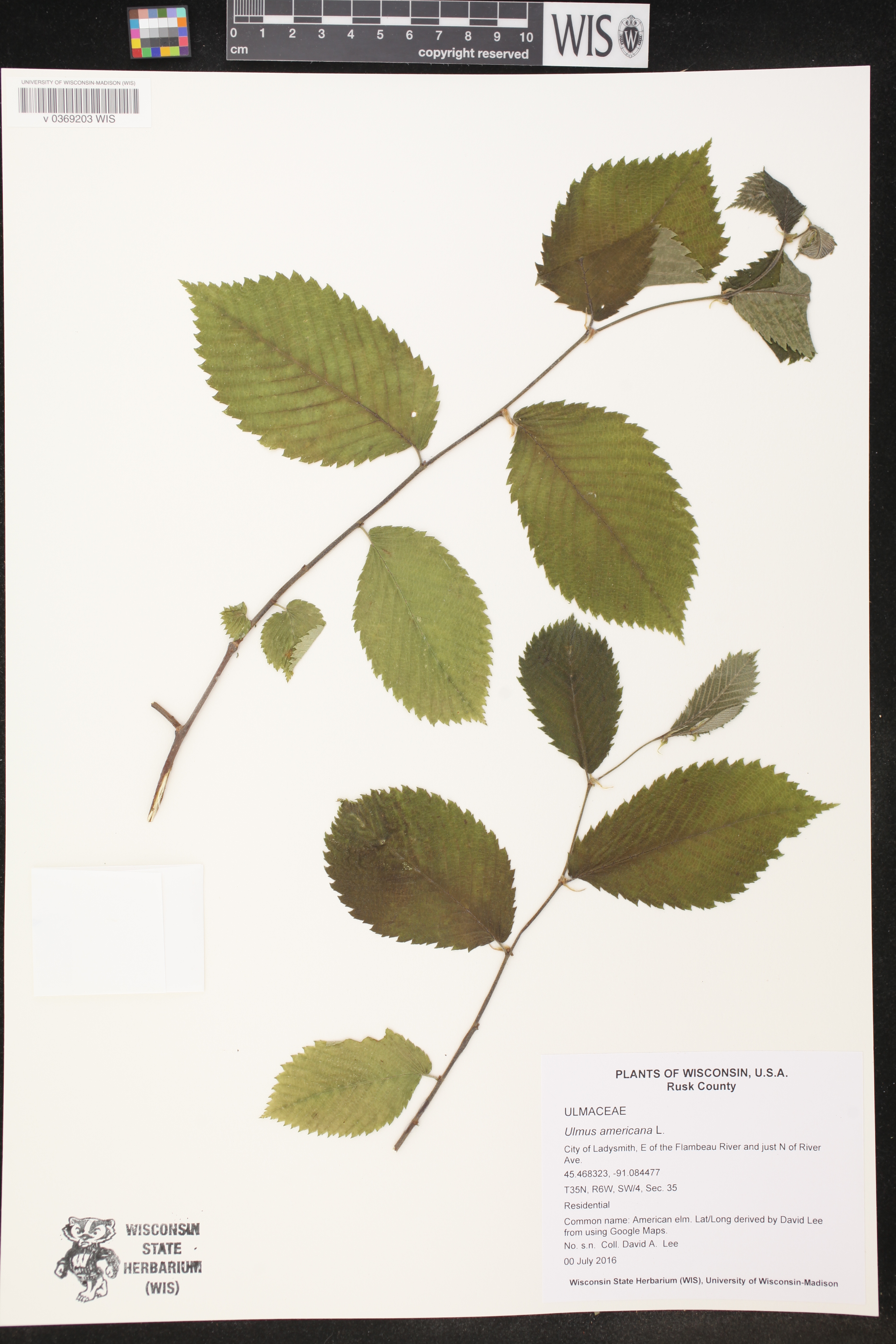 Ulmus americana image