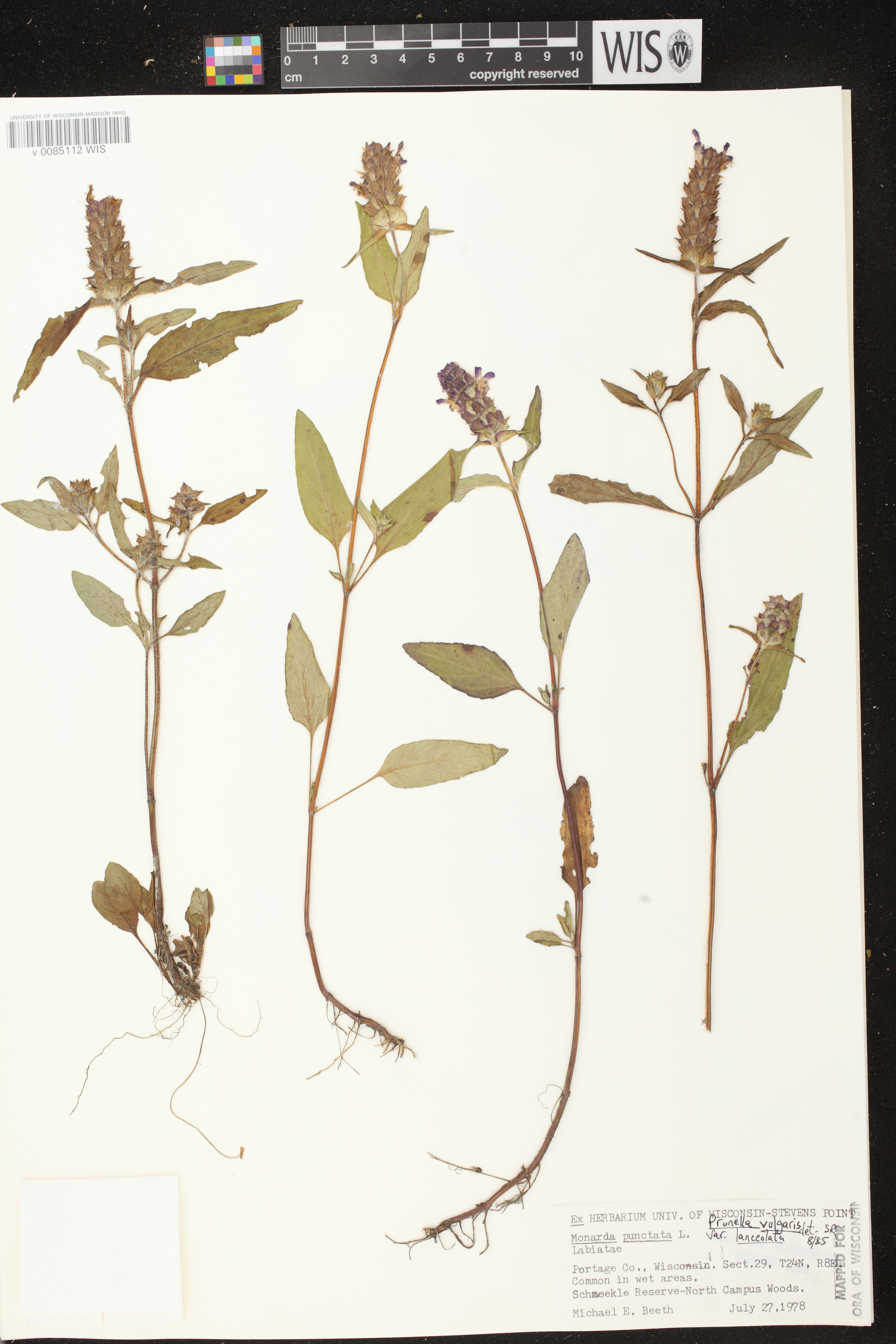 Prunella vulgaris image