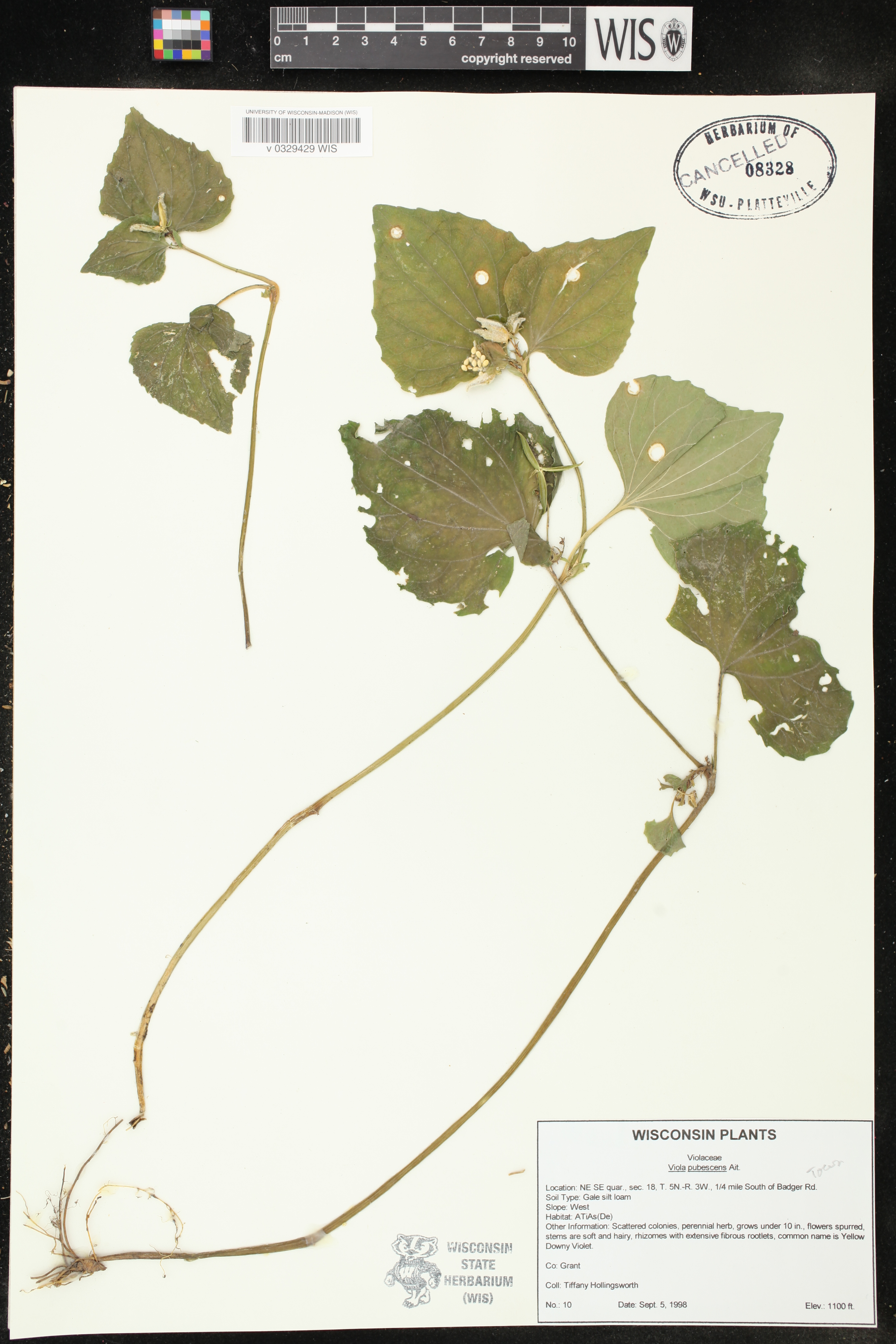 Viola pubescens image