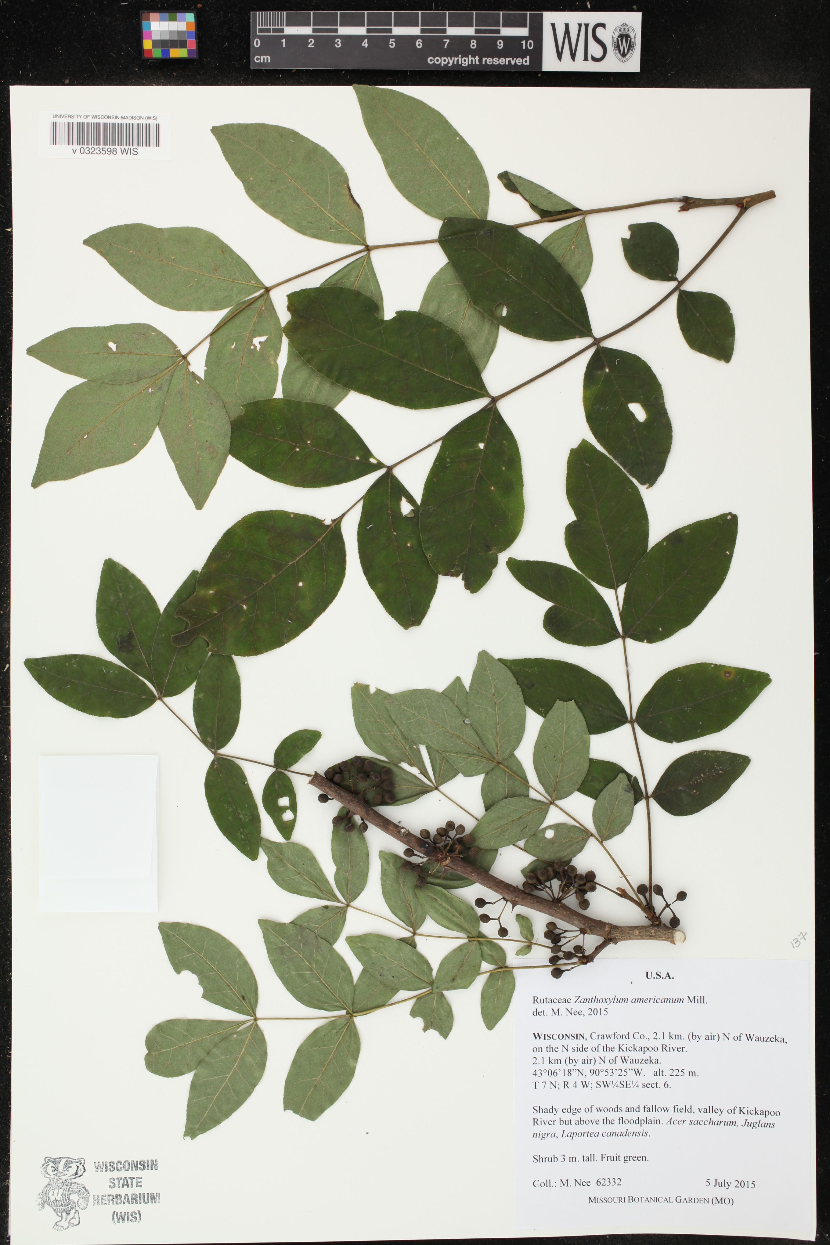 Zanthoxylum americanum image