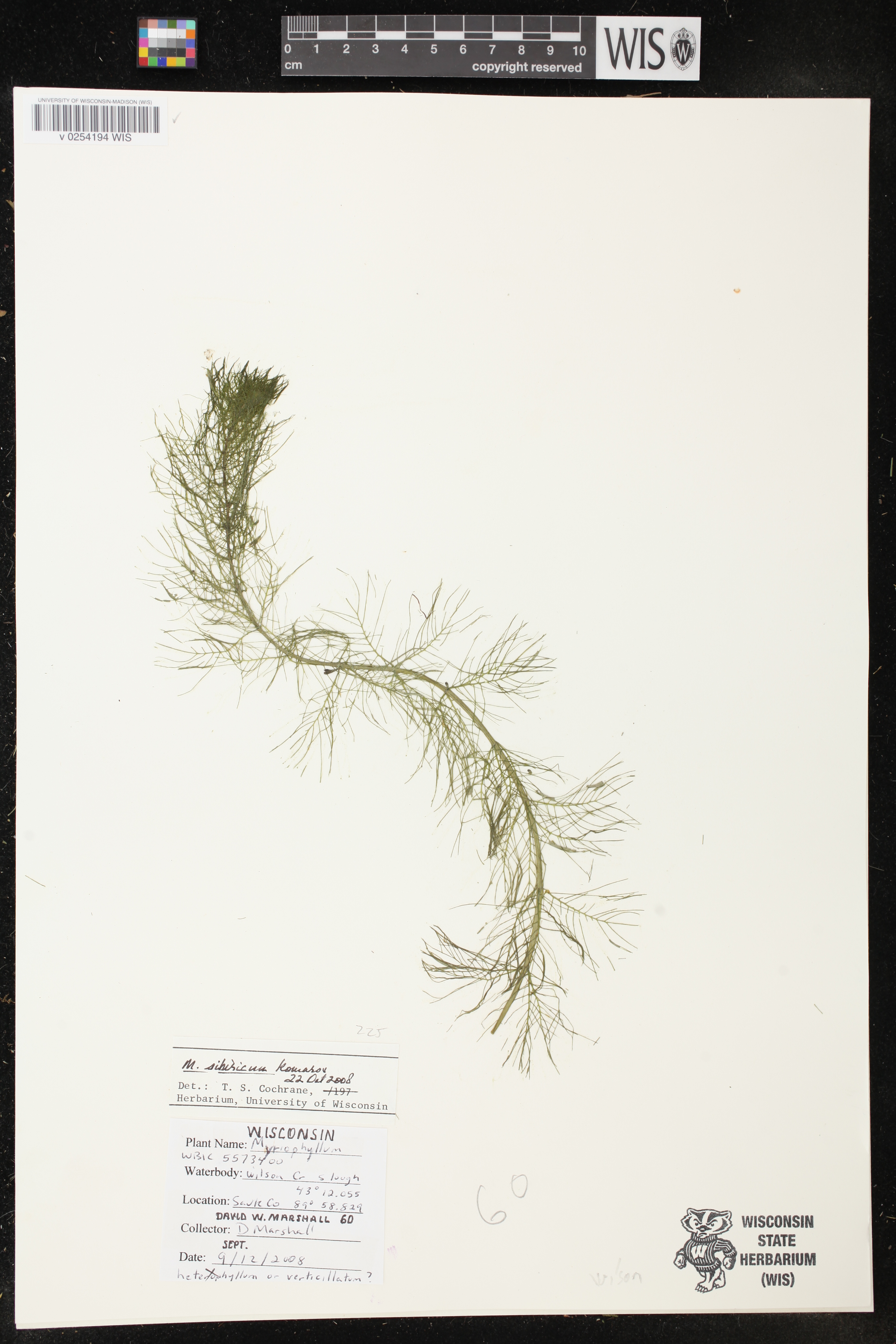 Myriophyllum sibiricum image