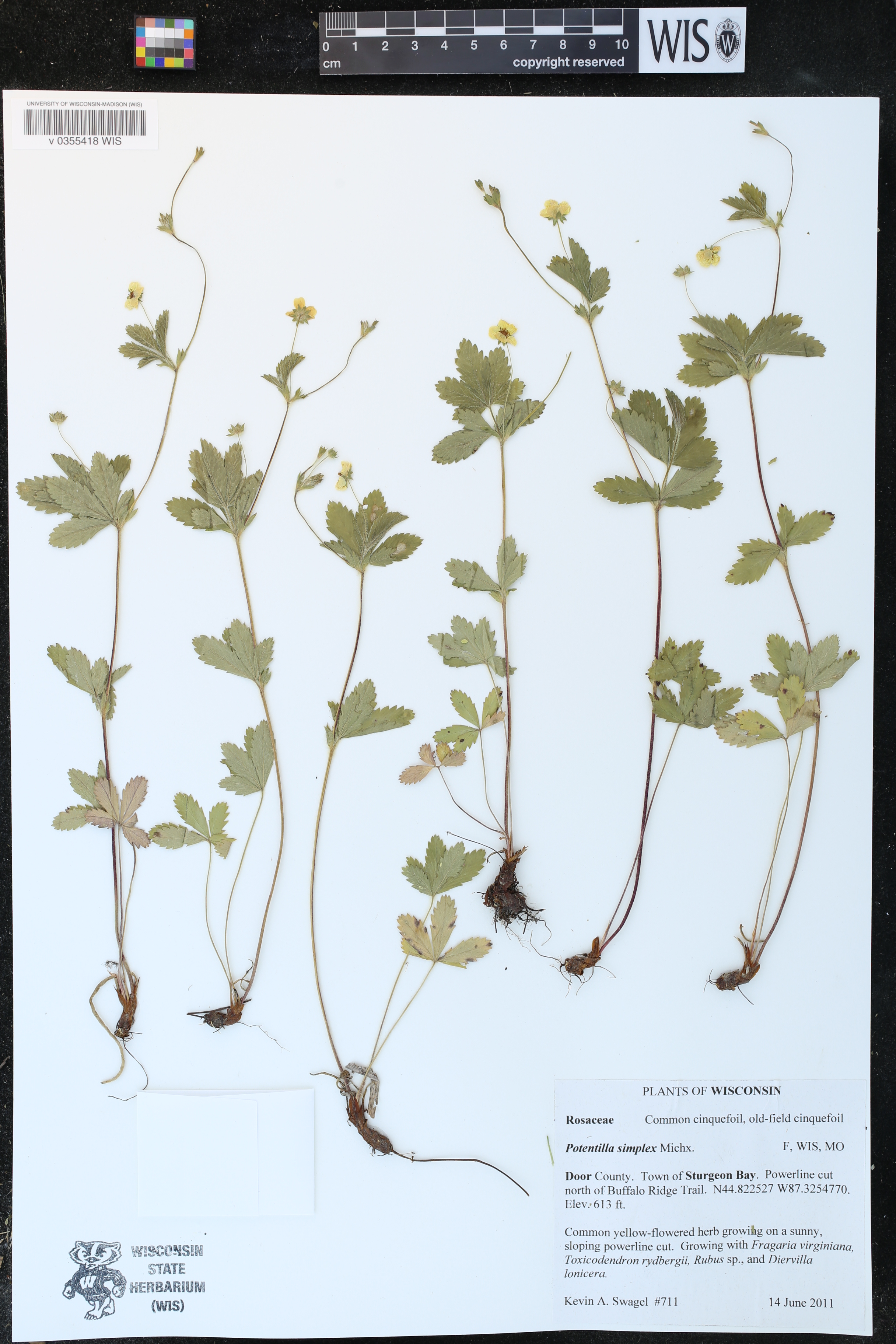 Potentilla simplex image