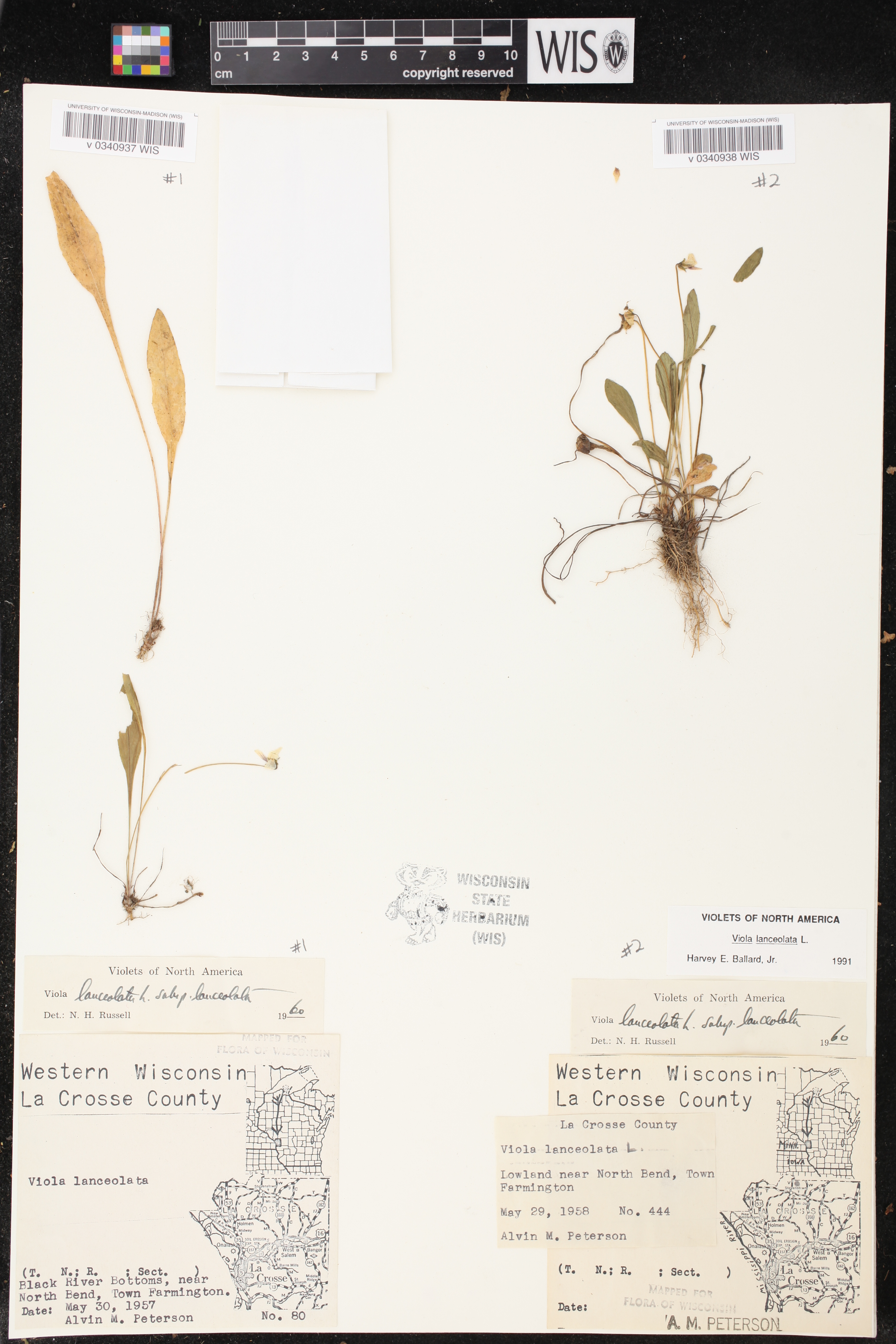 Viola lanceolata image