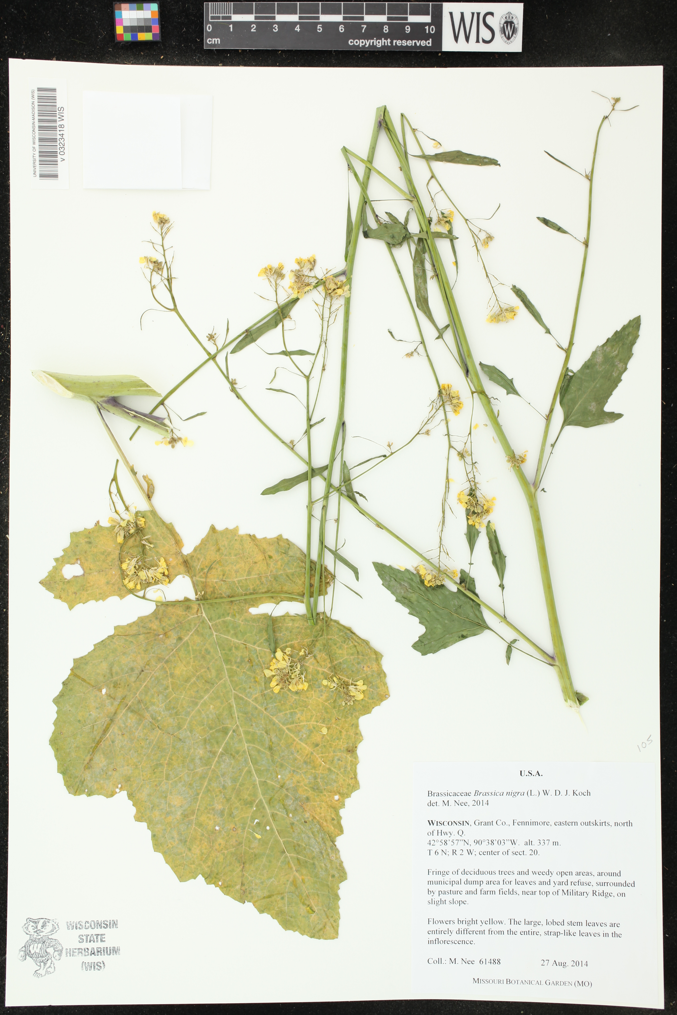 Brassica nigra image