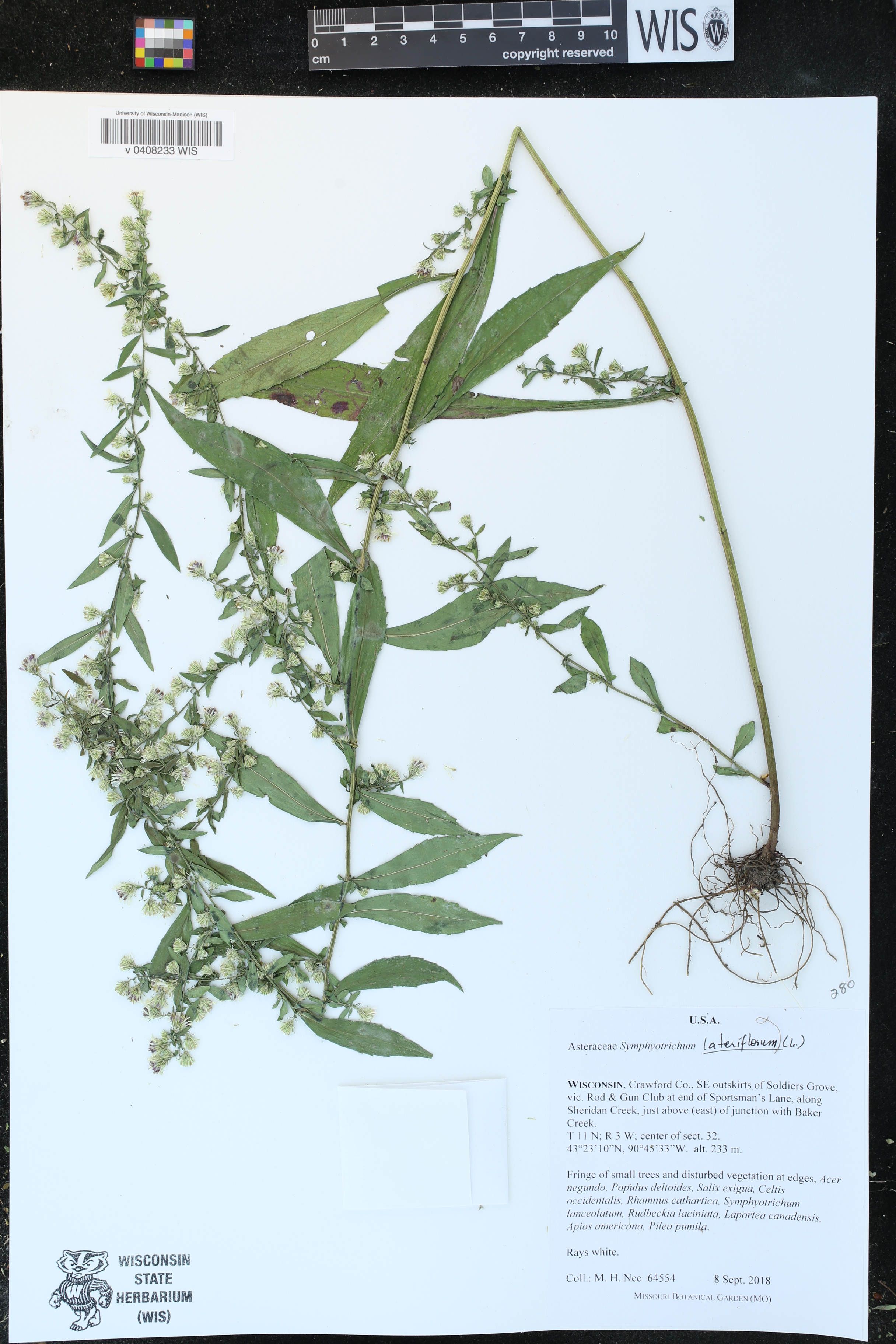 Symphyotrichum lateriflorum image