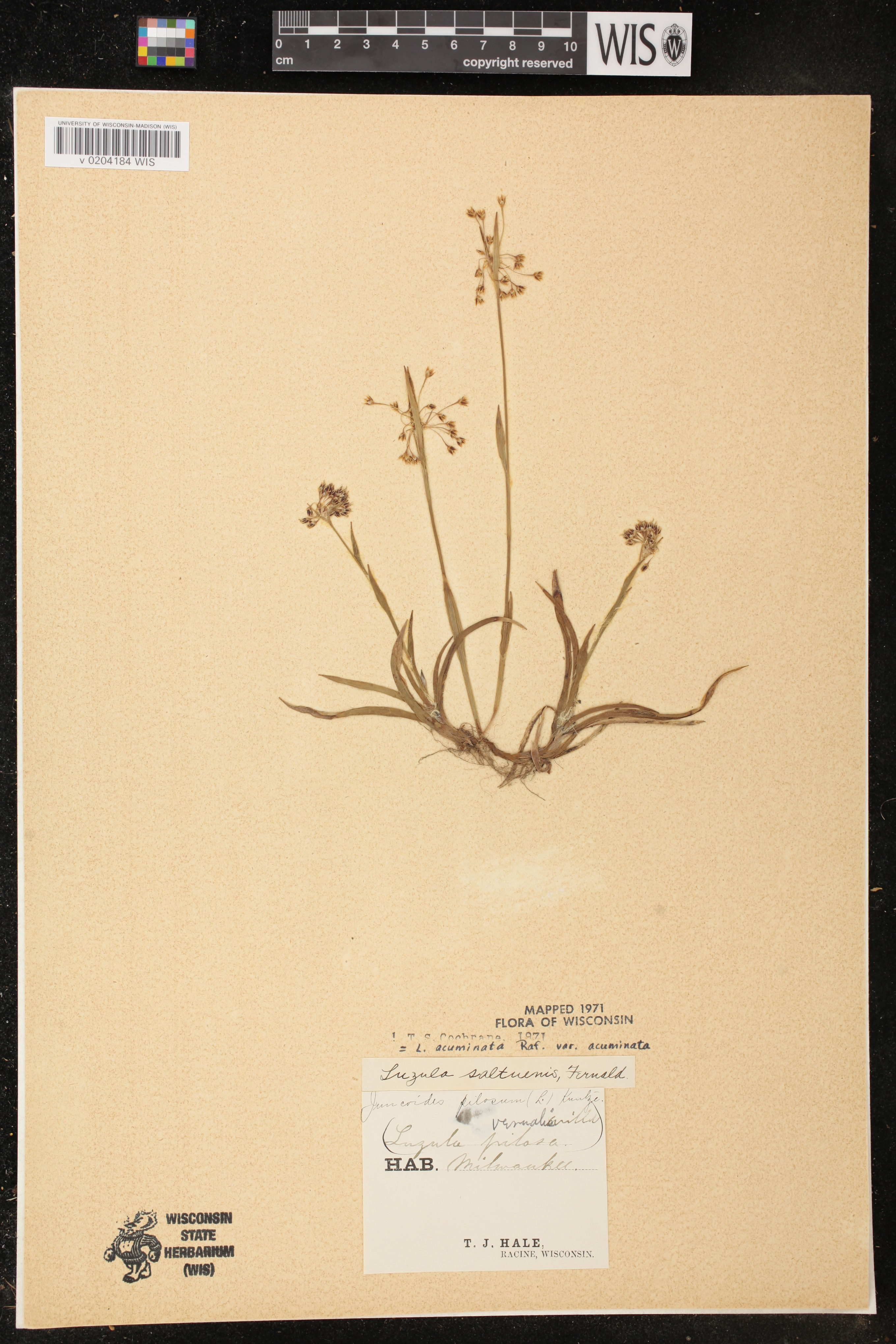 Luzula acuminata image