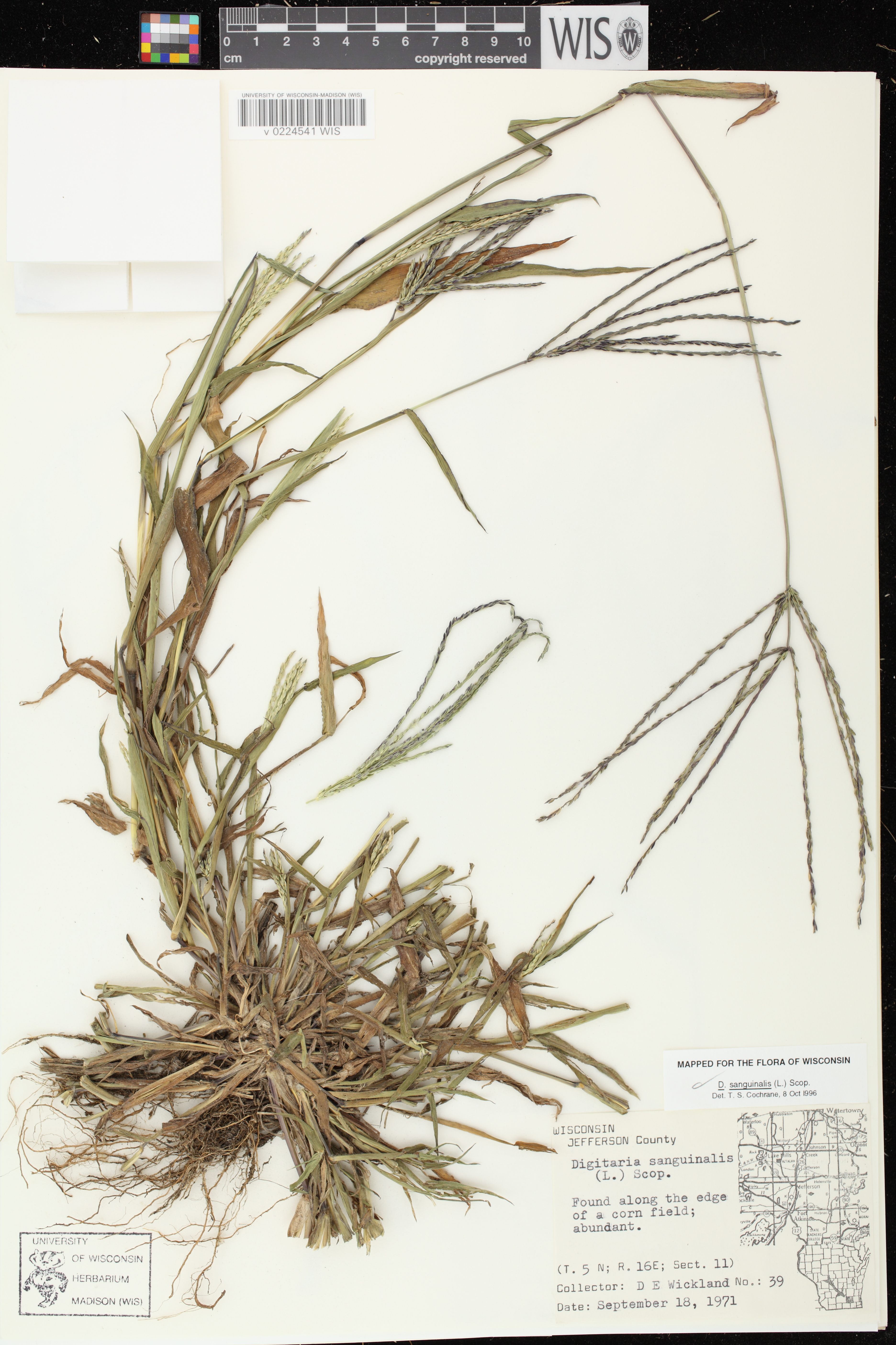Digitaria sanguinalis image
