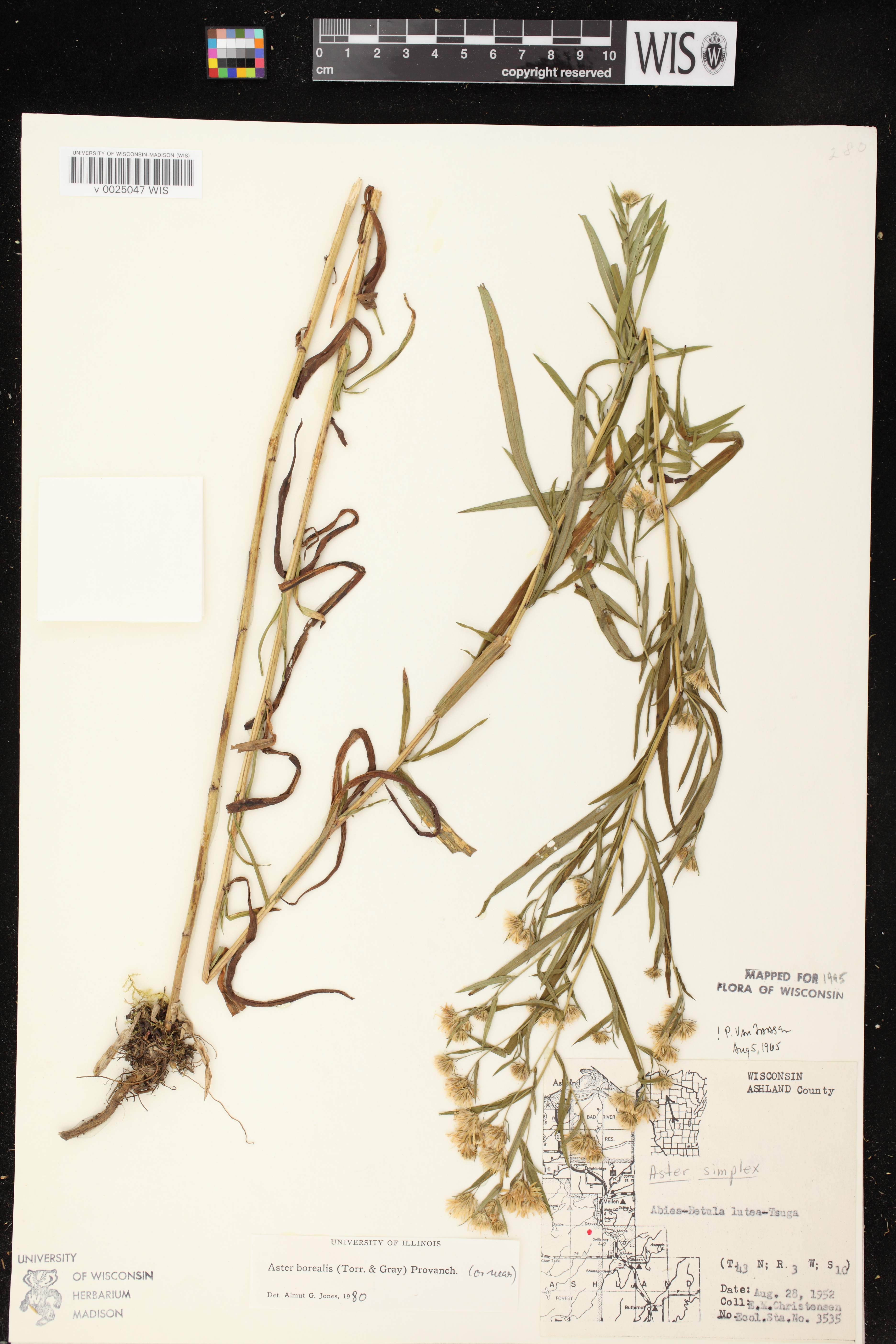 Symphyotrichum boreale image