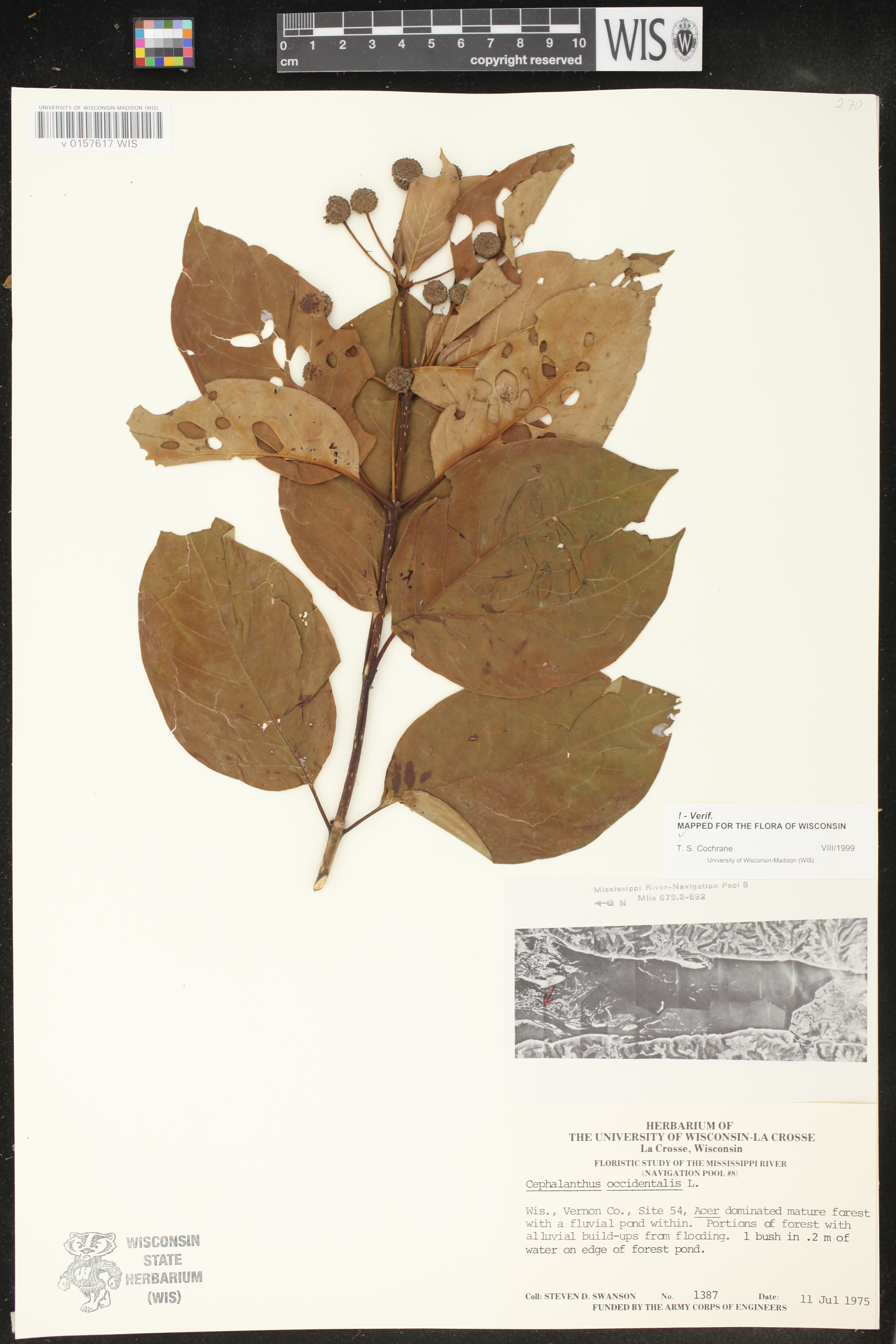 Cephalanthus occidentalis image