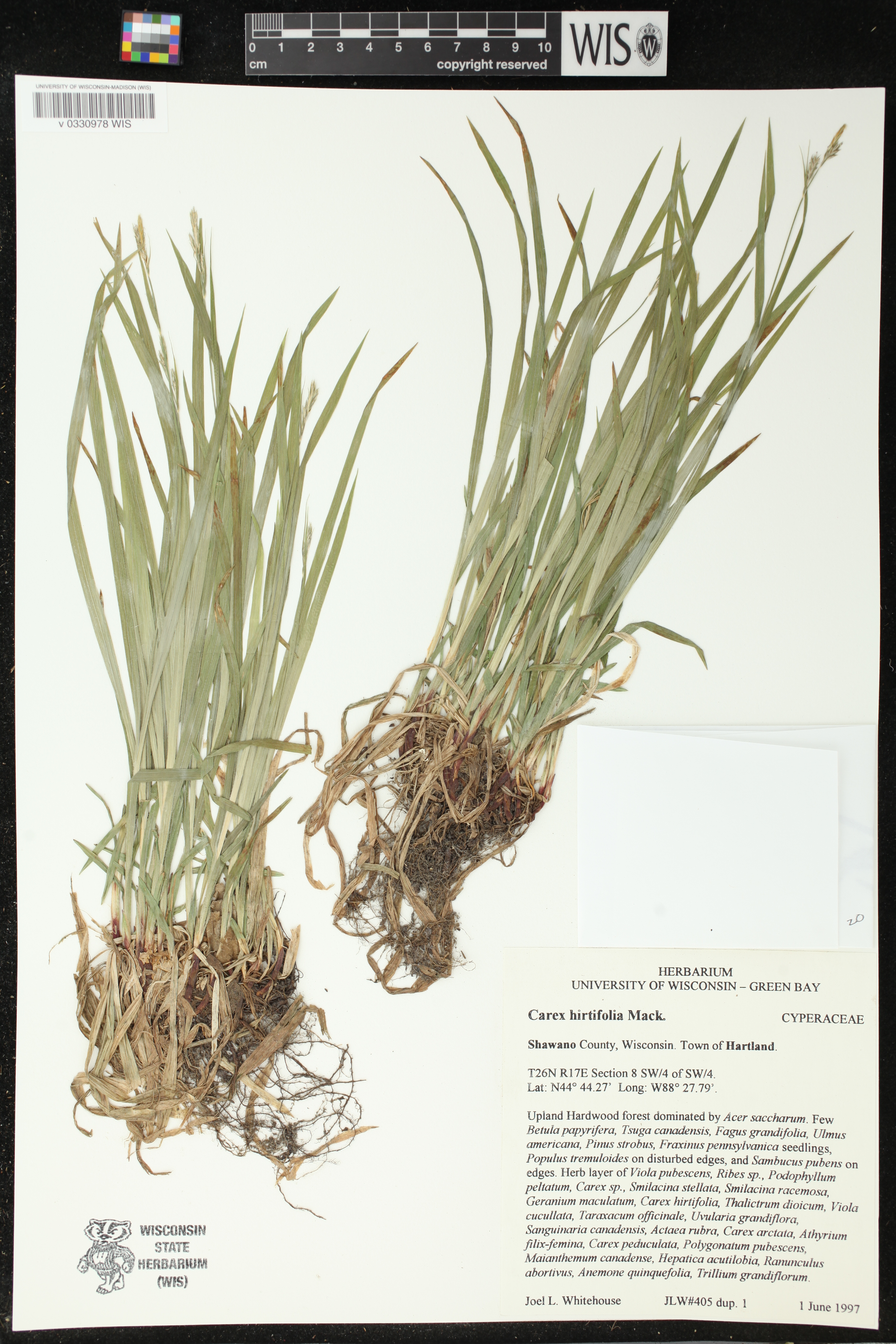 Carex hirtifolia image