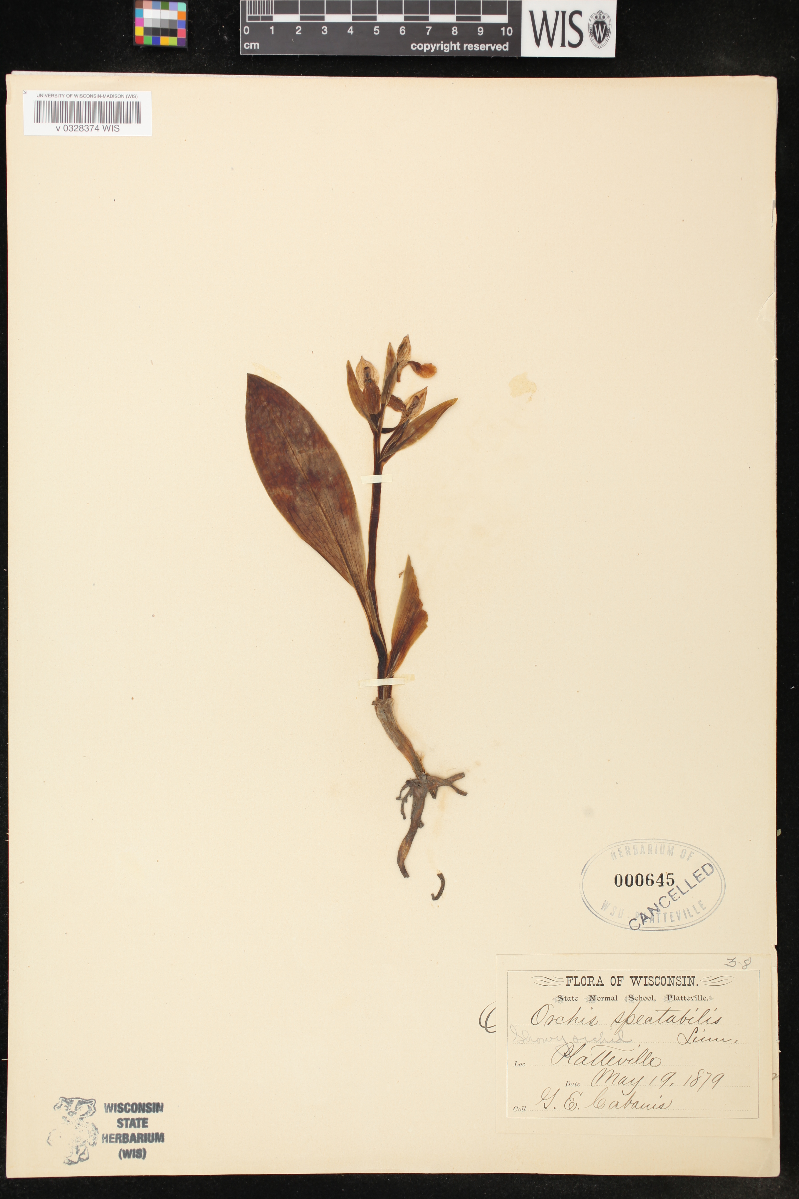 Galearis spectabilis image