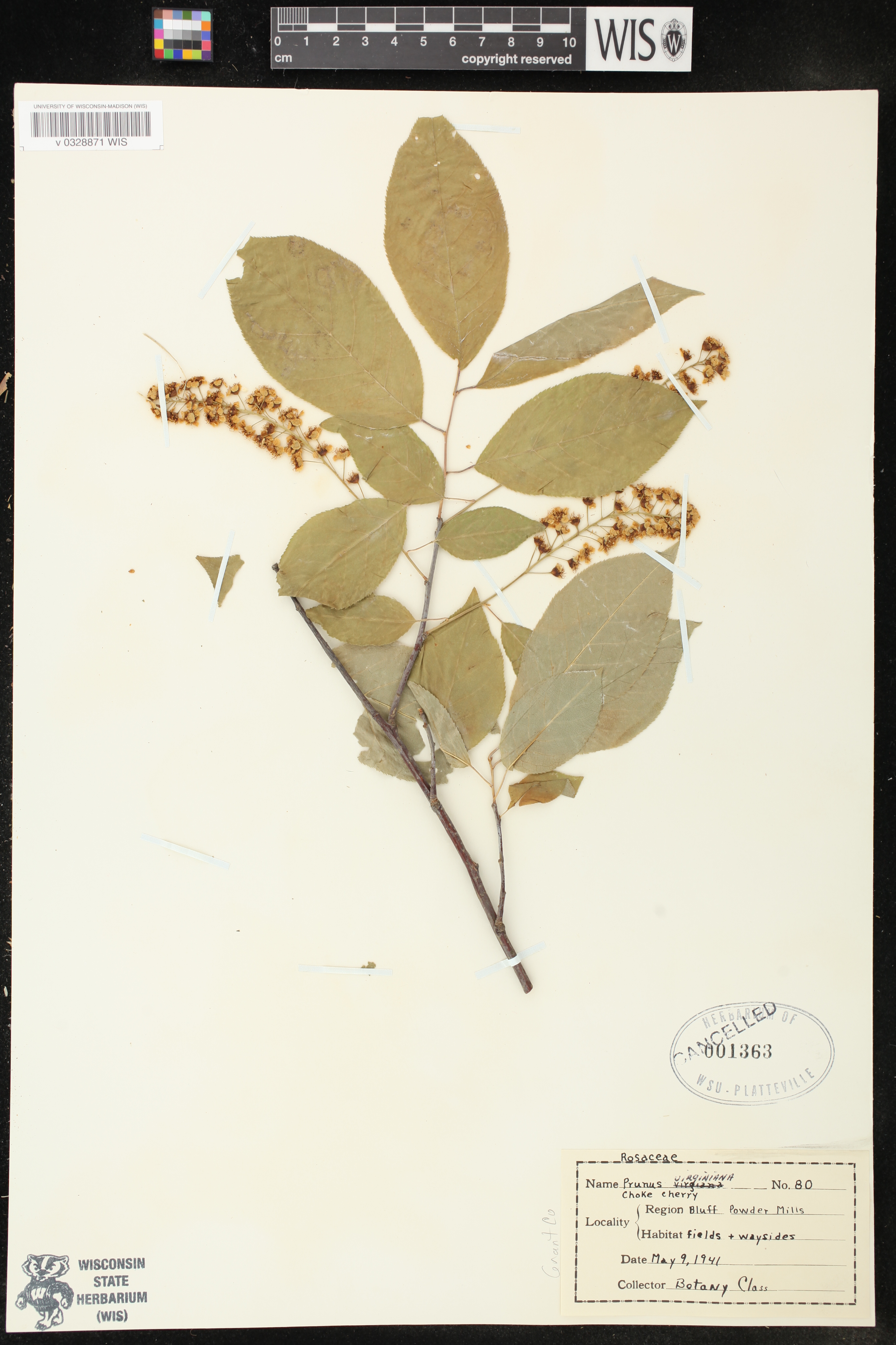 Prunus virginiana image