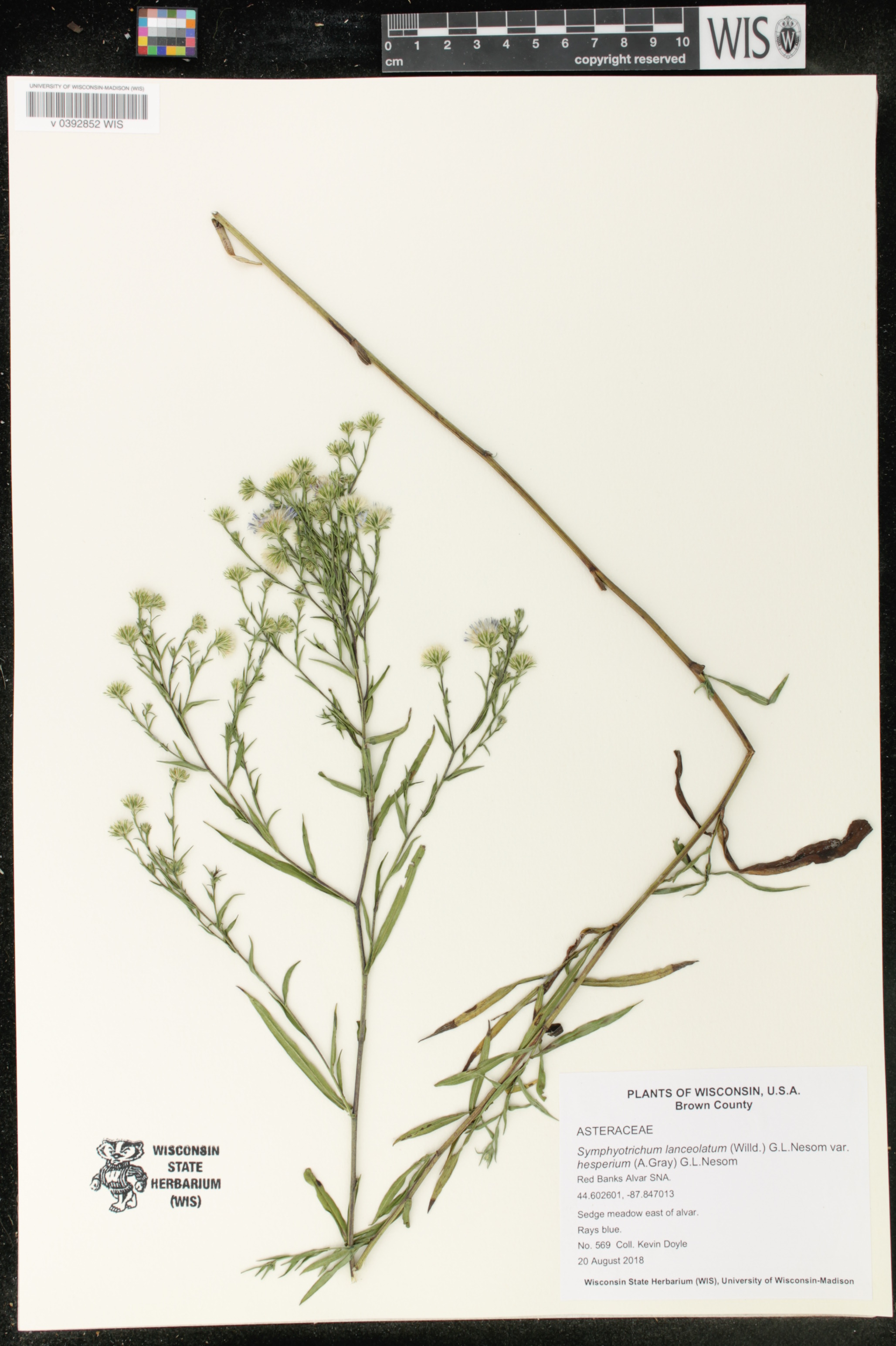 Symphyotrichum lanceolatum image