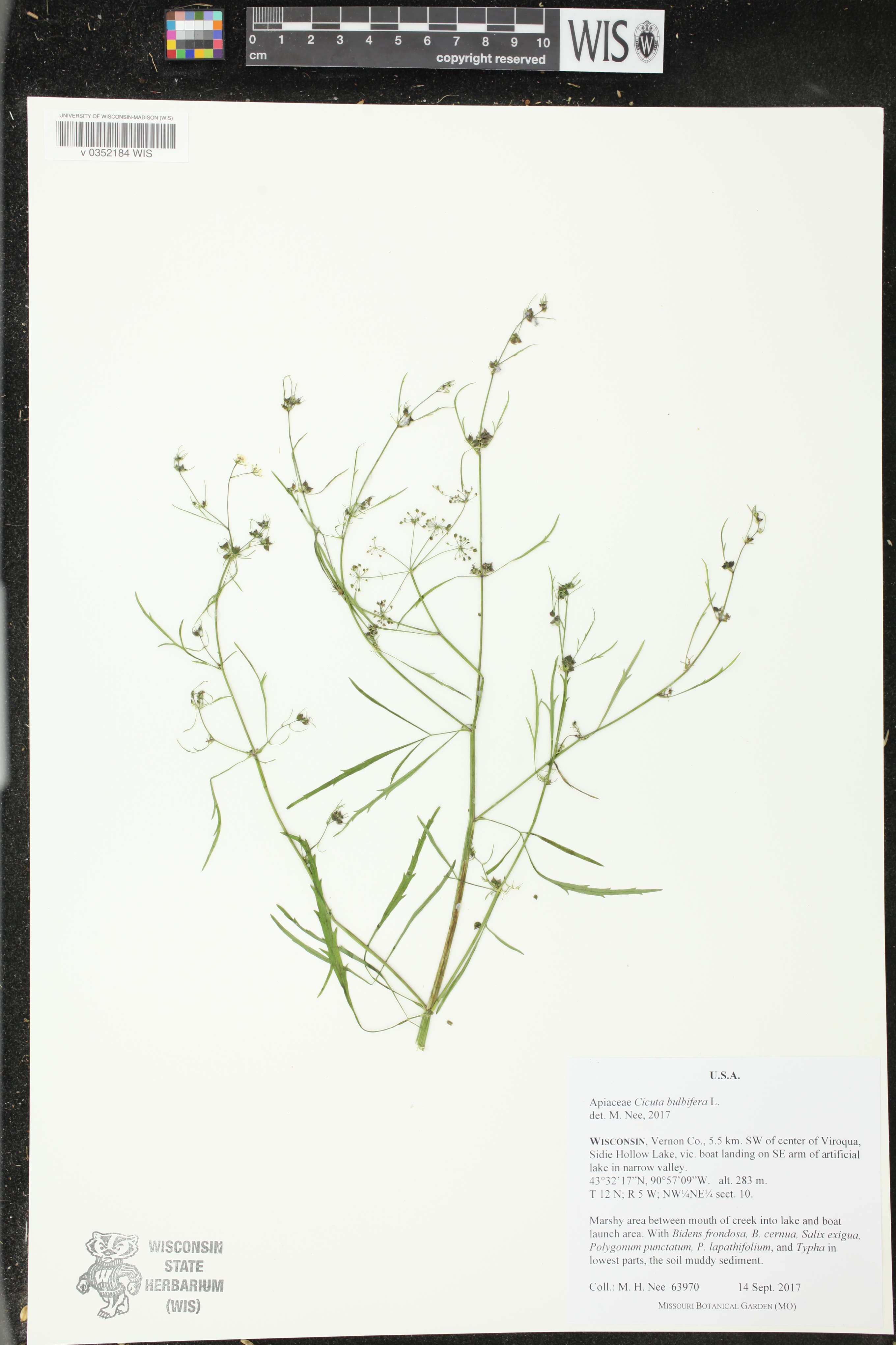 Cicuta bulbifera image