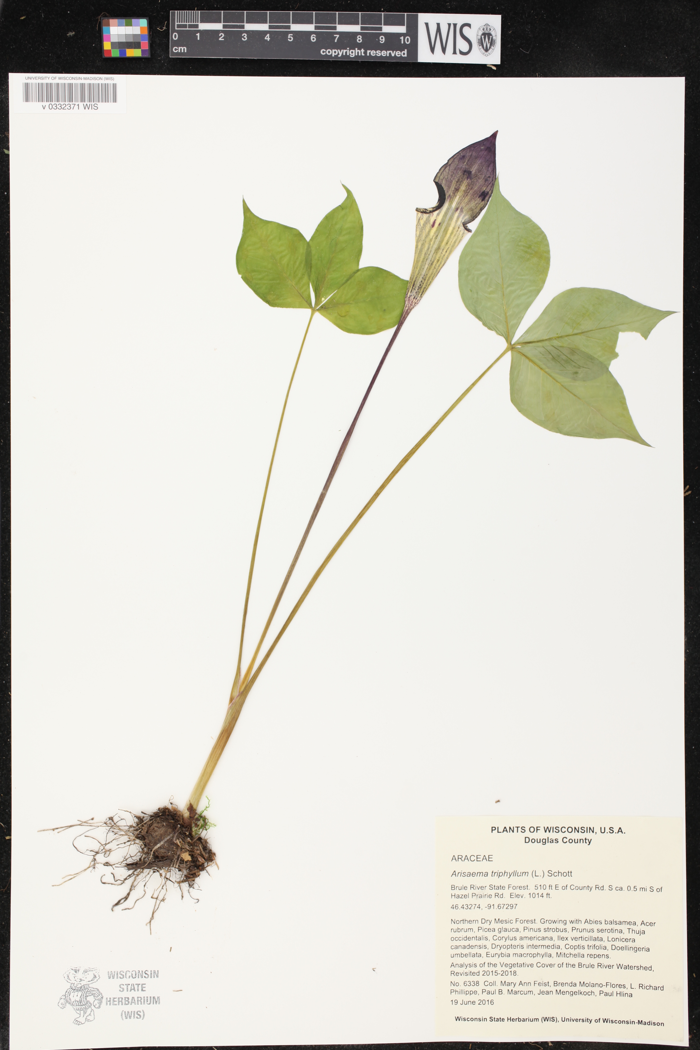 Arisaema triphyllum image