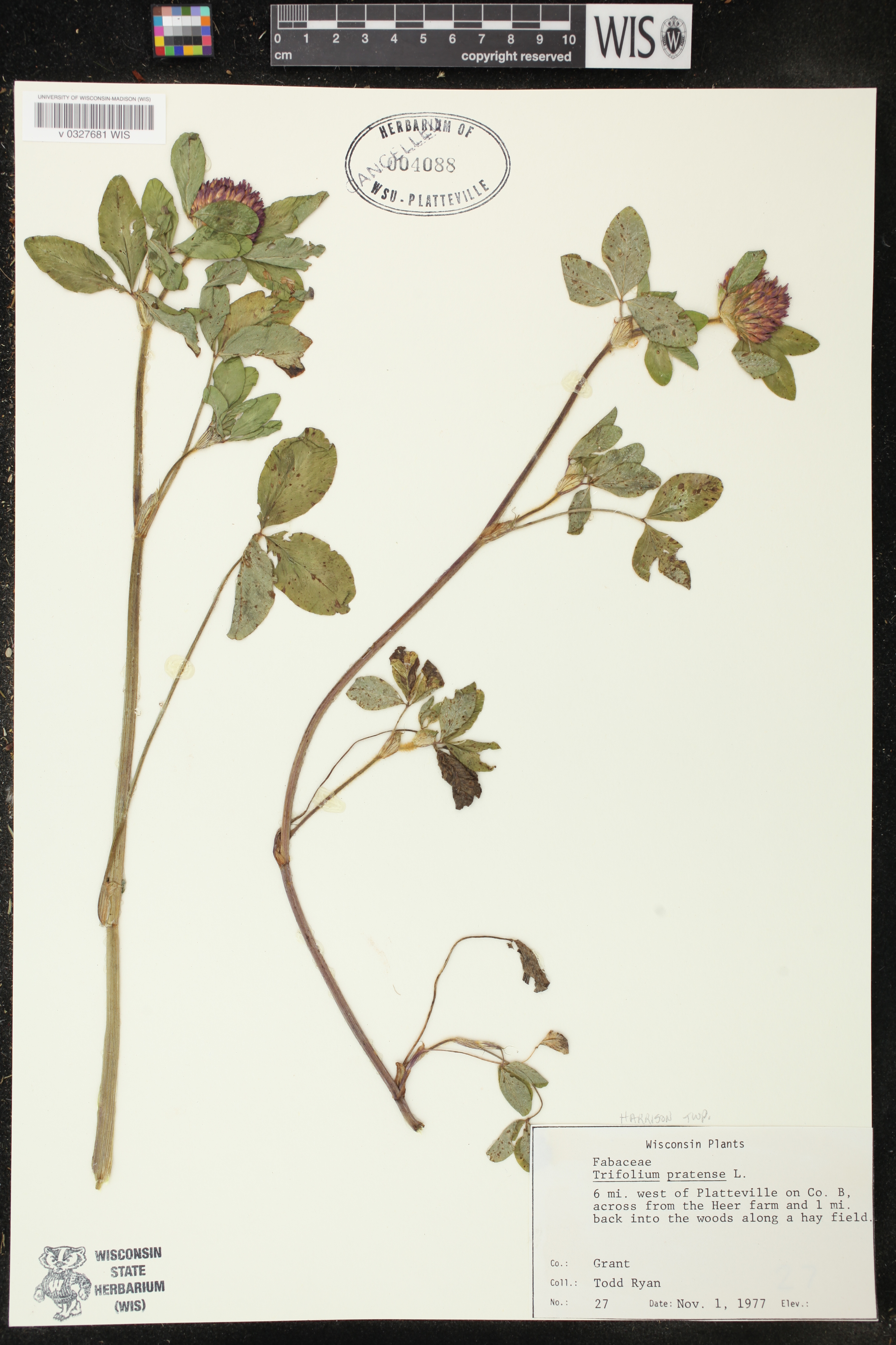 Trifolium pratense image