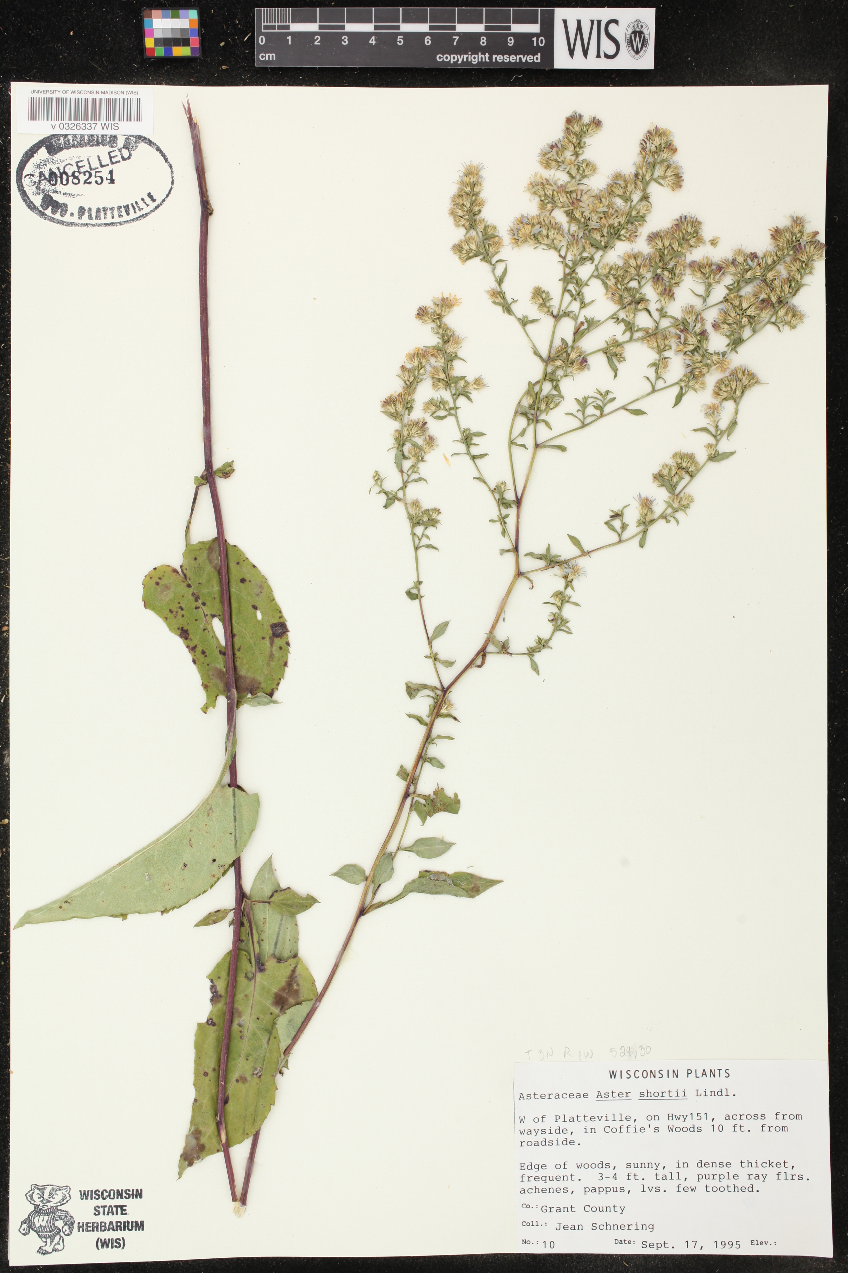 Symphyotrichum shortii image