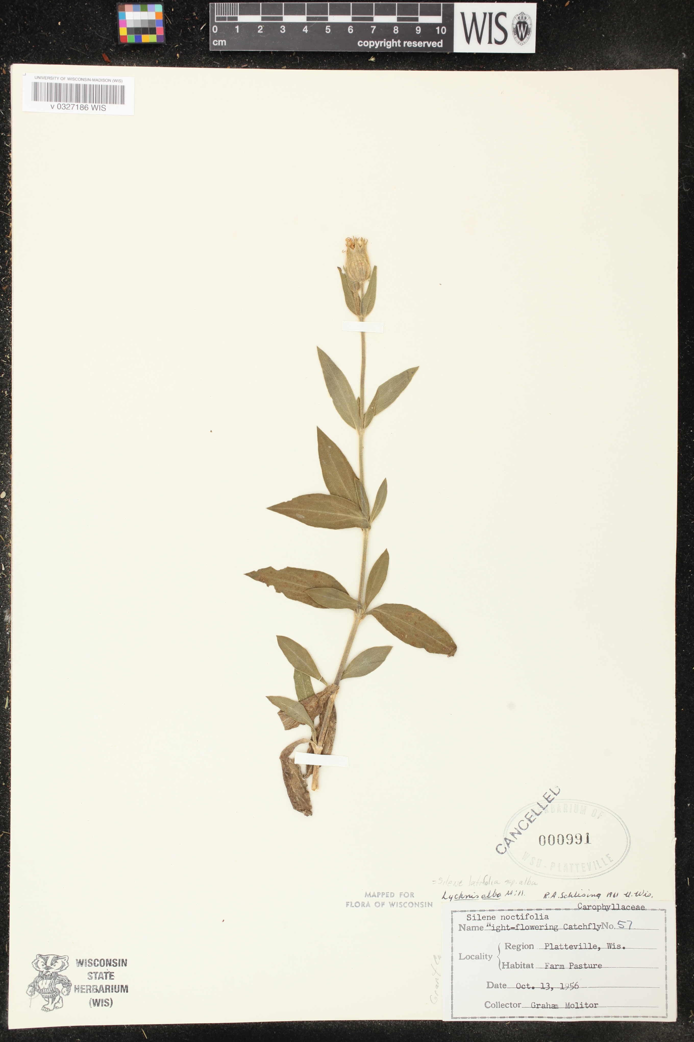 Silene latifolia image