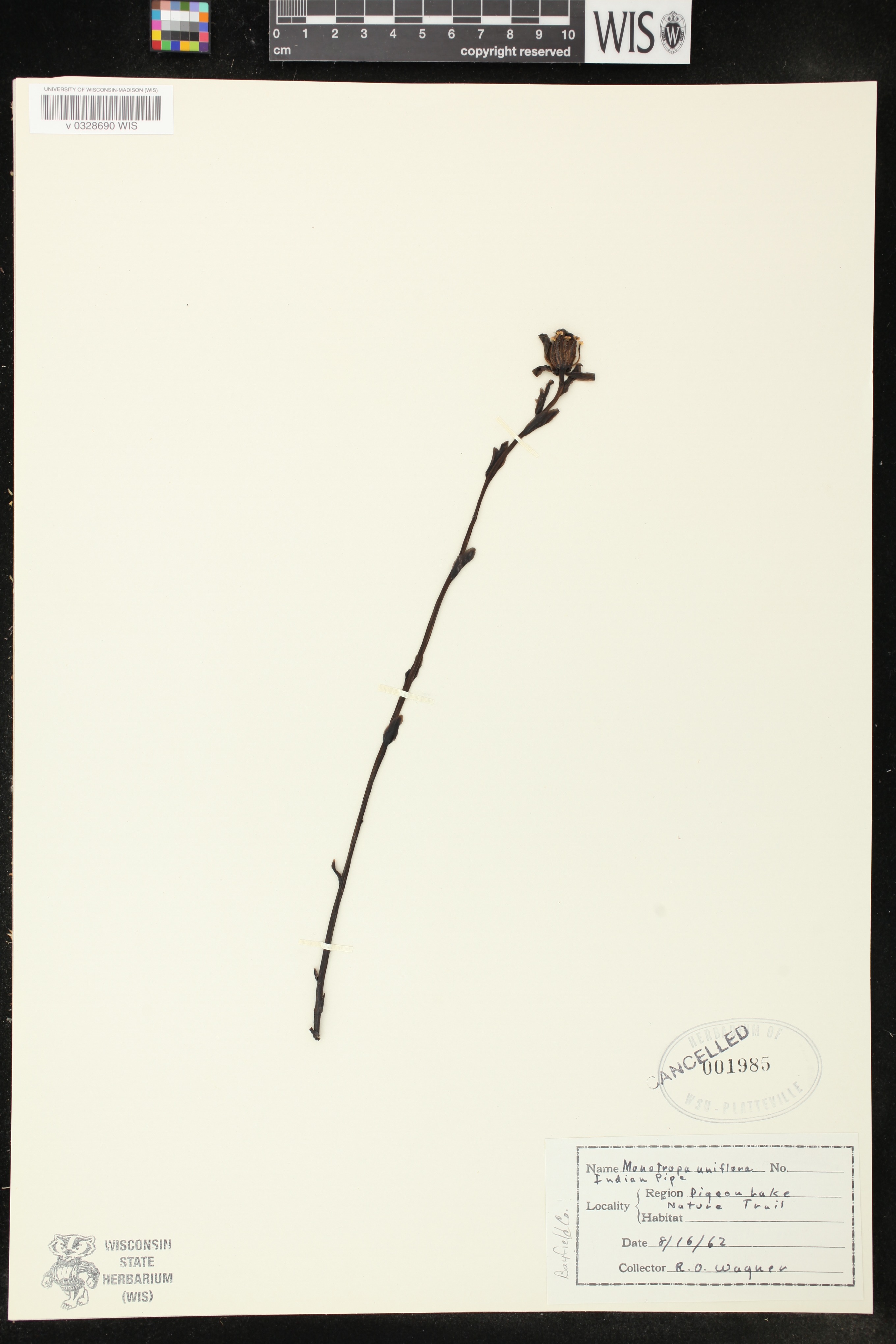 Monotropa uniflora image