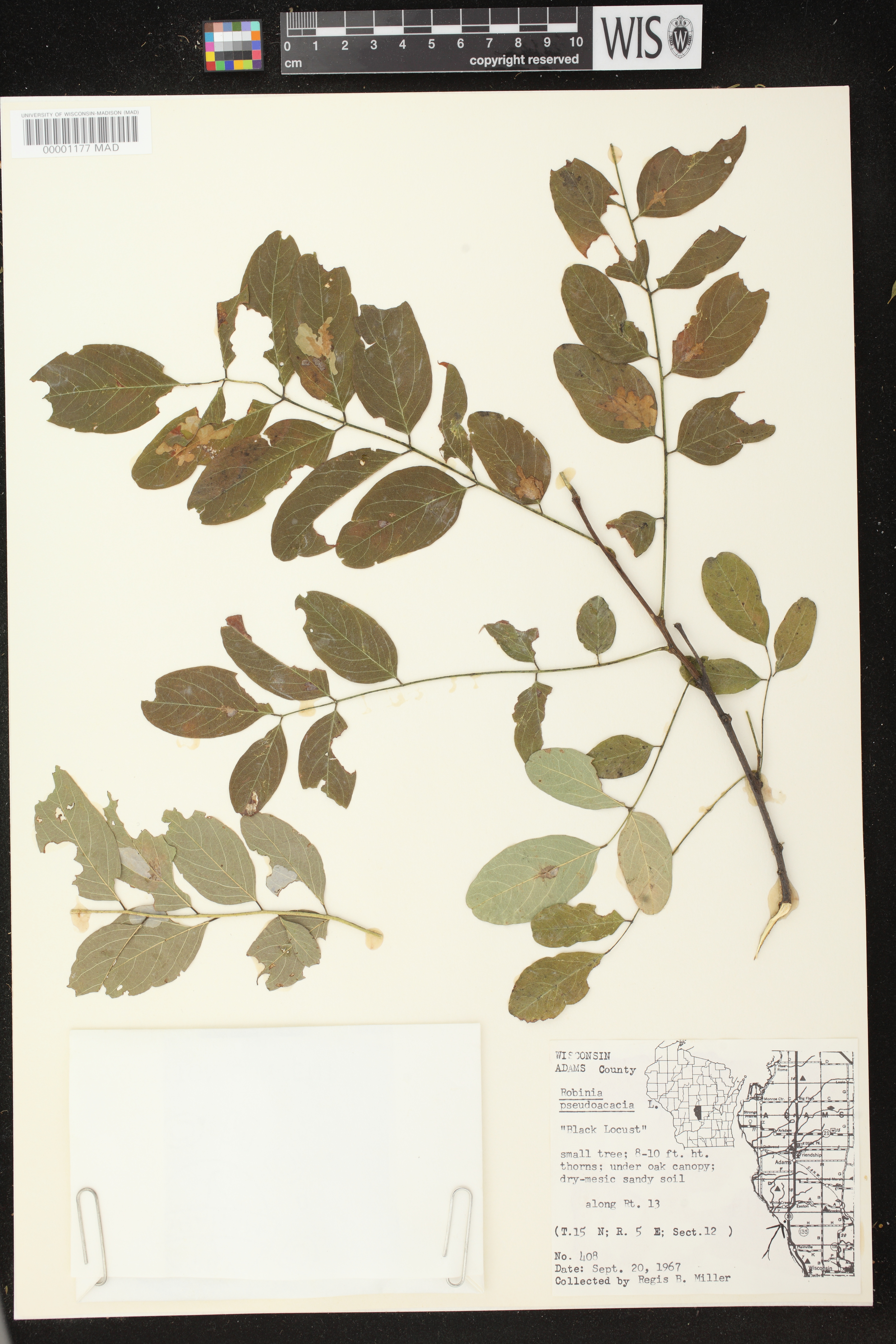 Robinia pseudoacacia image