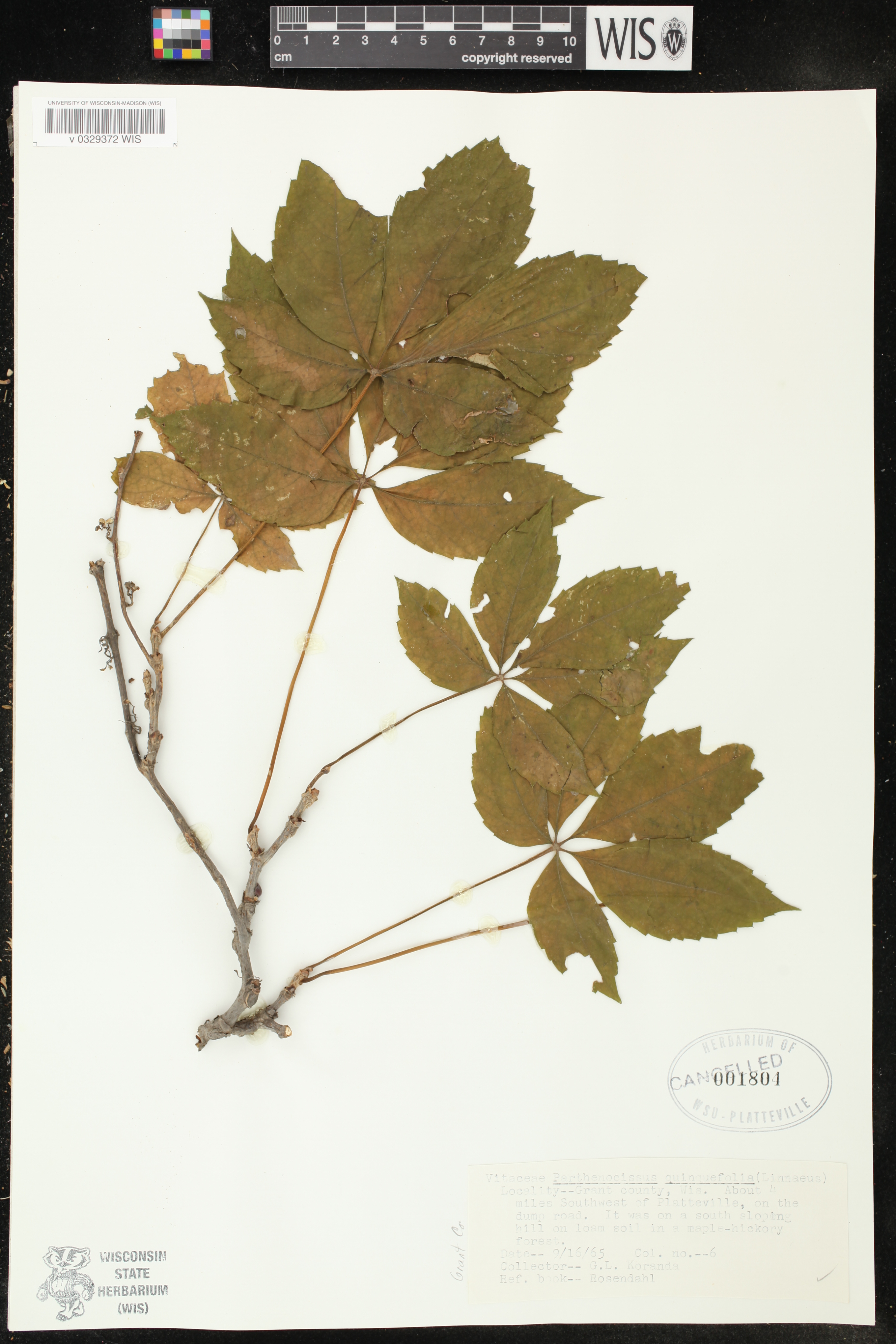 Parthenocissus quinquefolia image
