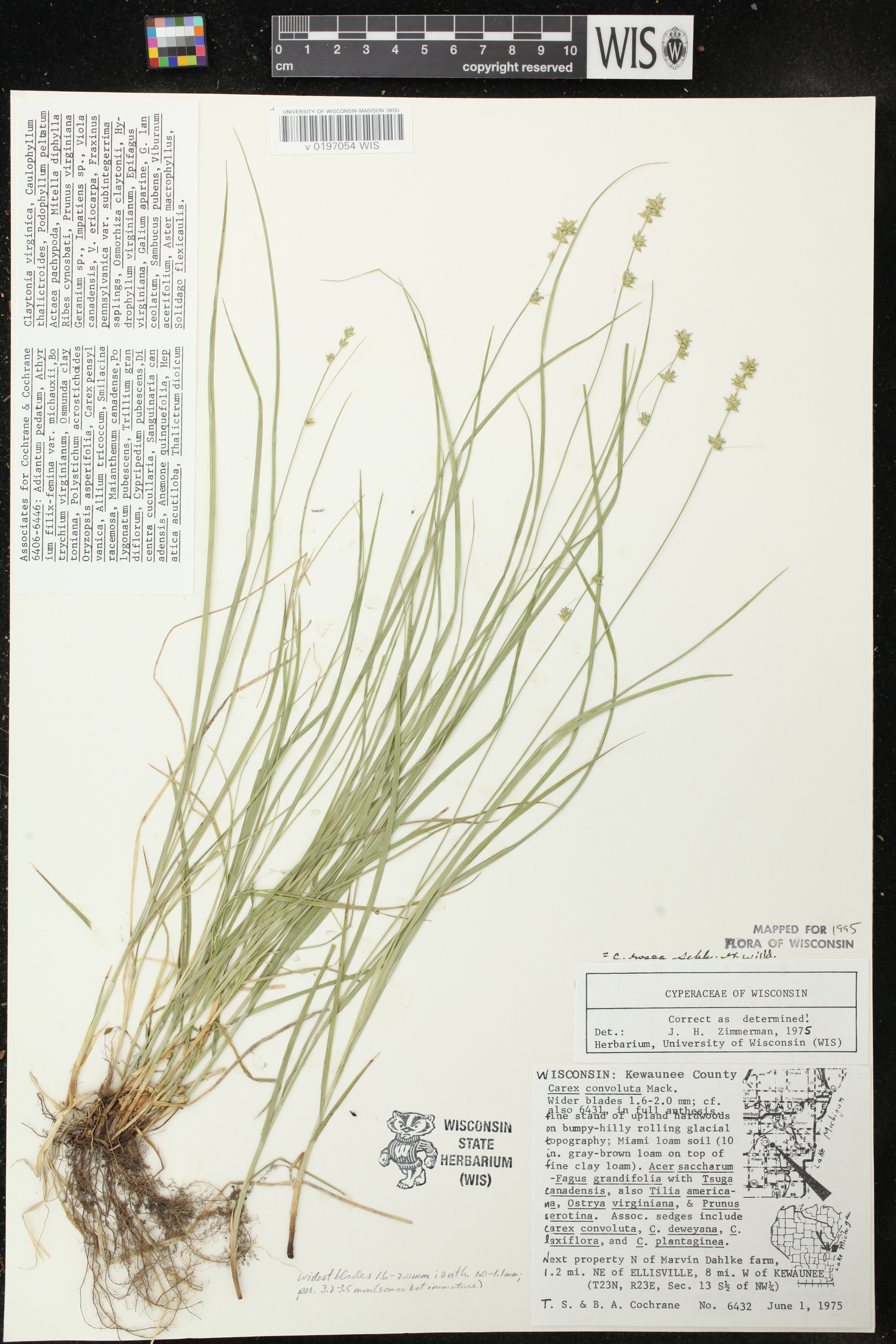 Carex rosea image